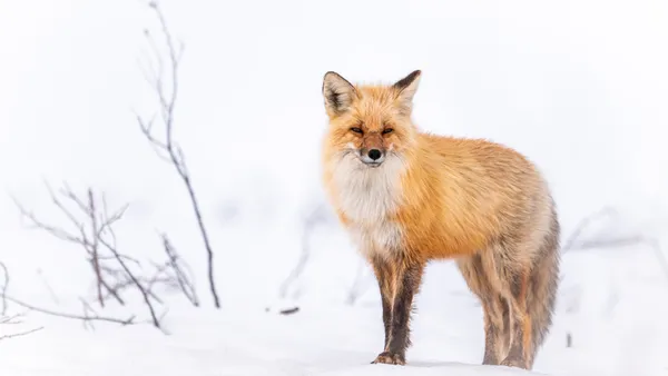 Desktop wallpaper: Animal, Fox, Snow, Winter 4K free download for PC ...