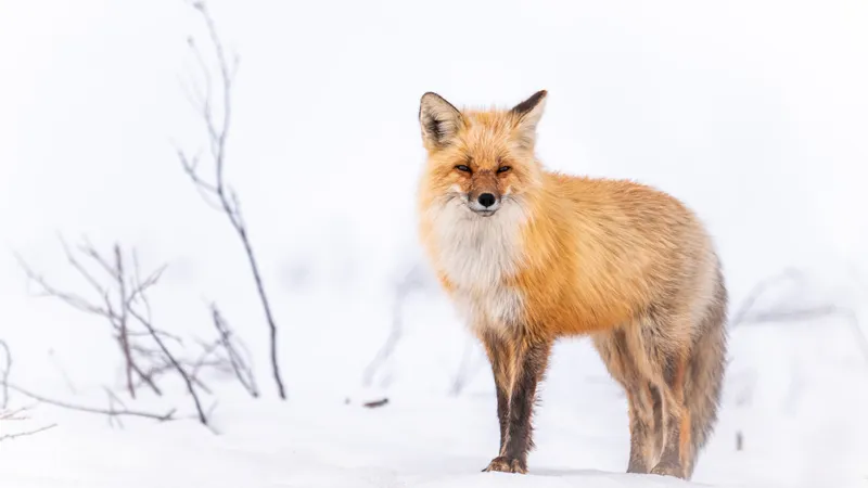 Desktop wallpaper: Animal, Fox, Snow, Winter 4K free download for PC ...