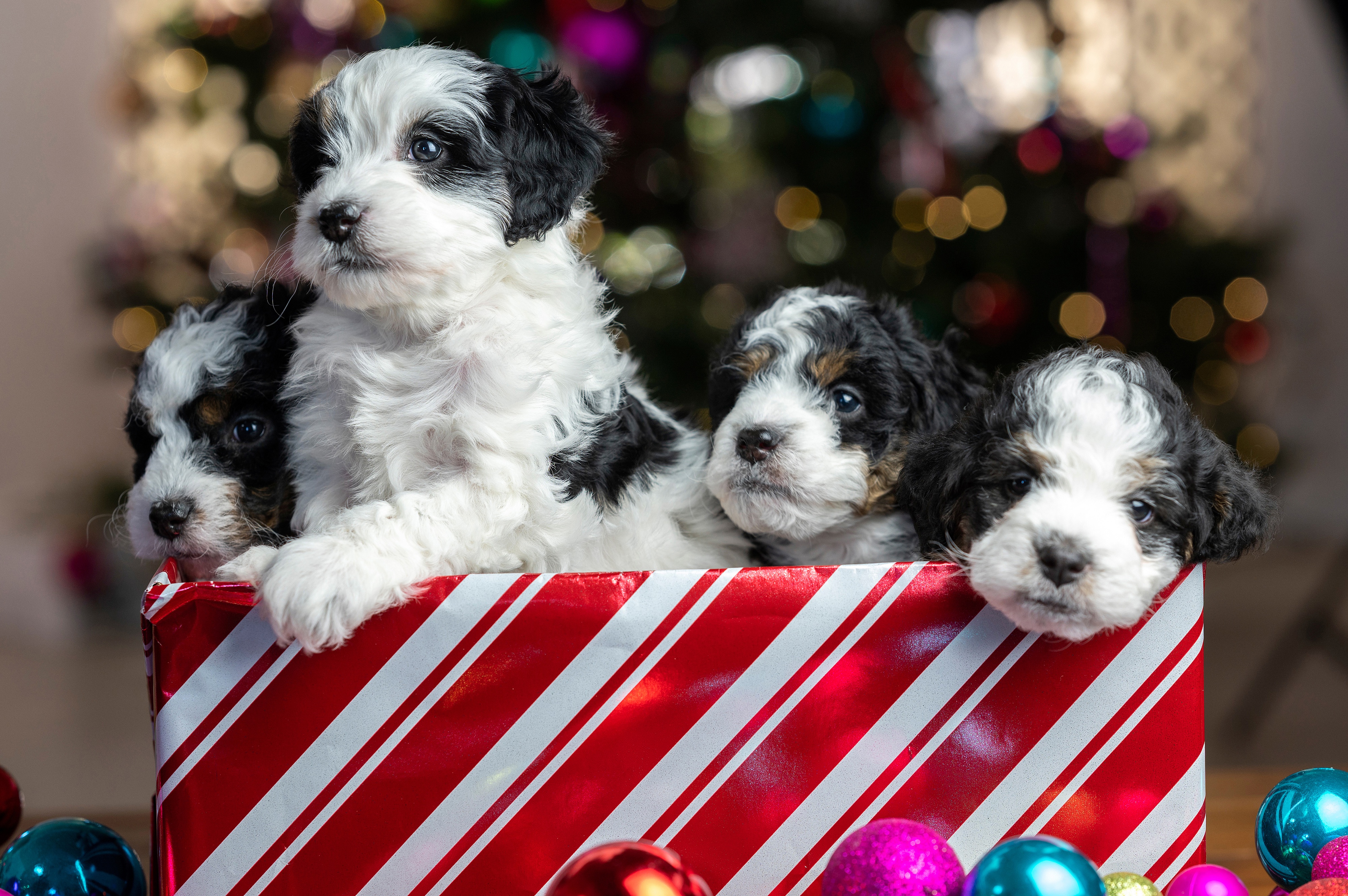 Download mobile wallpaper Dogs, Dog, Christmas, Animal, Puppy, Baby Animal for free.