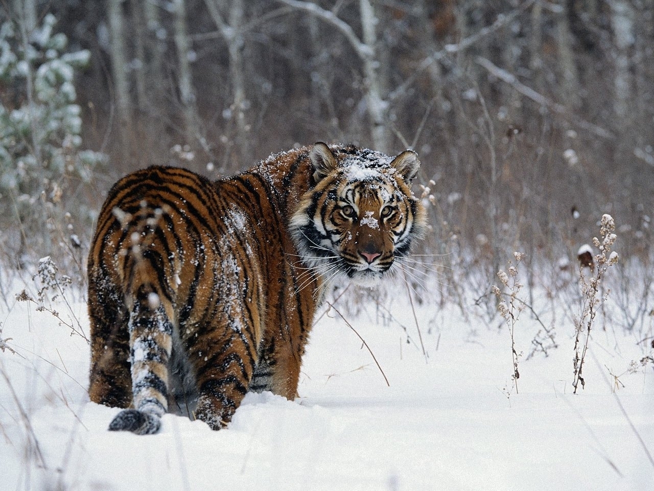 tigers, winter, animals, snow, gray lock screen backgrounds