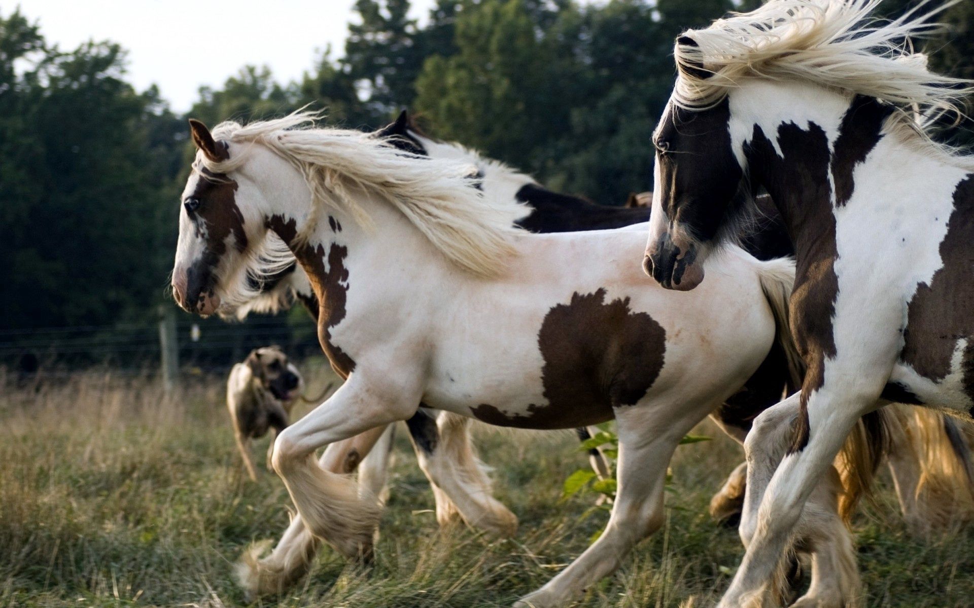 86052 скачать обои лошади, пятнистый, бег, животные, красивый, стадо - заставки и картинки бесплатно