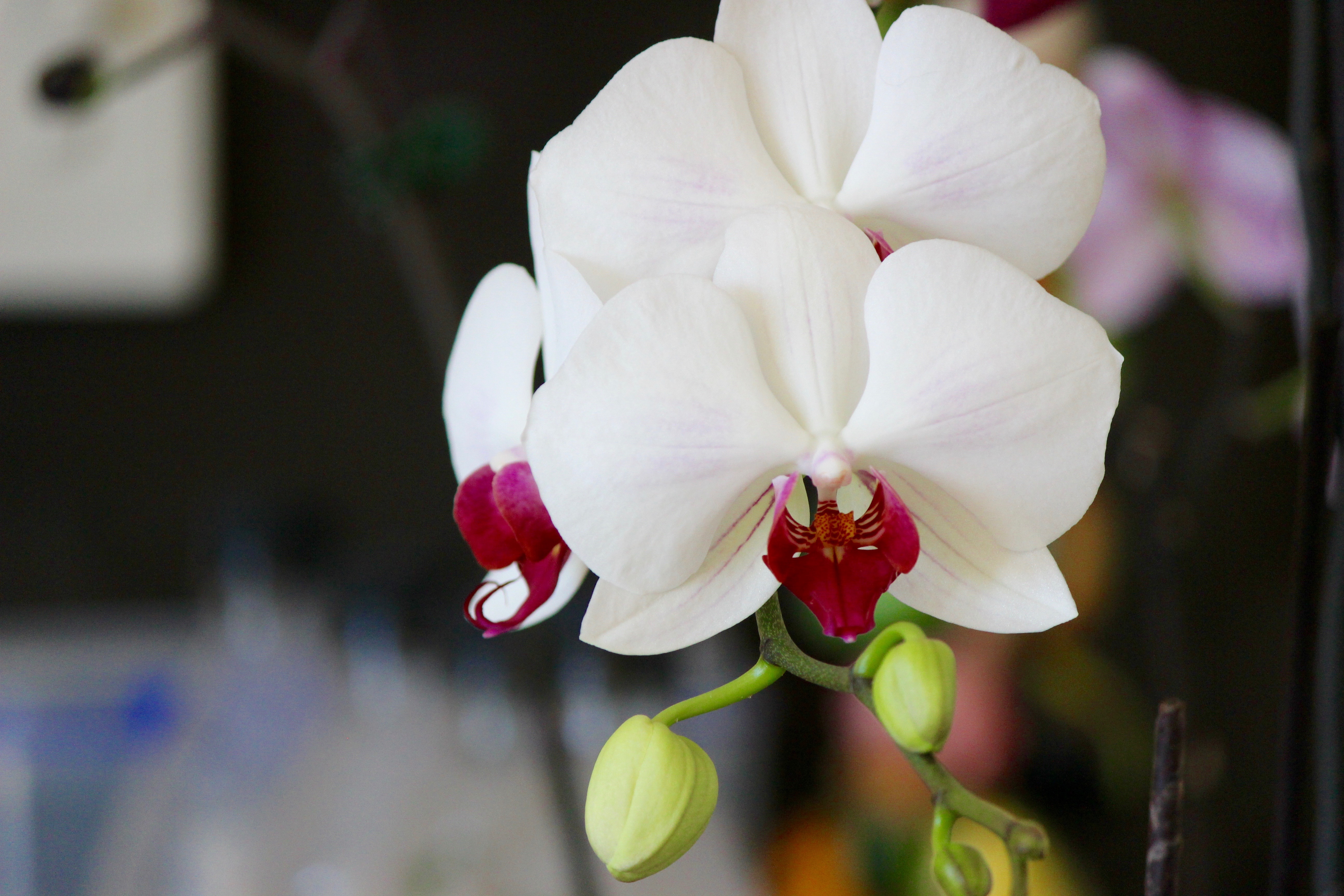 orchid, flowers, flower, petals, bud