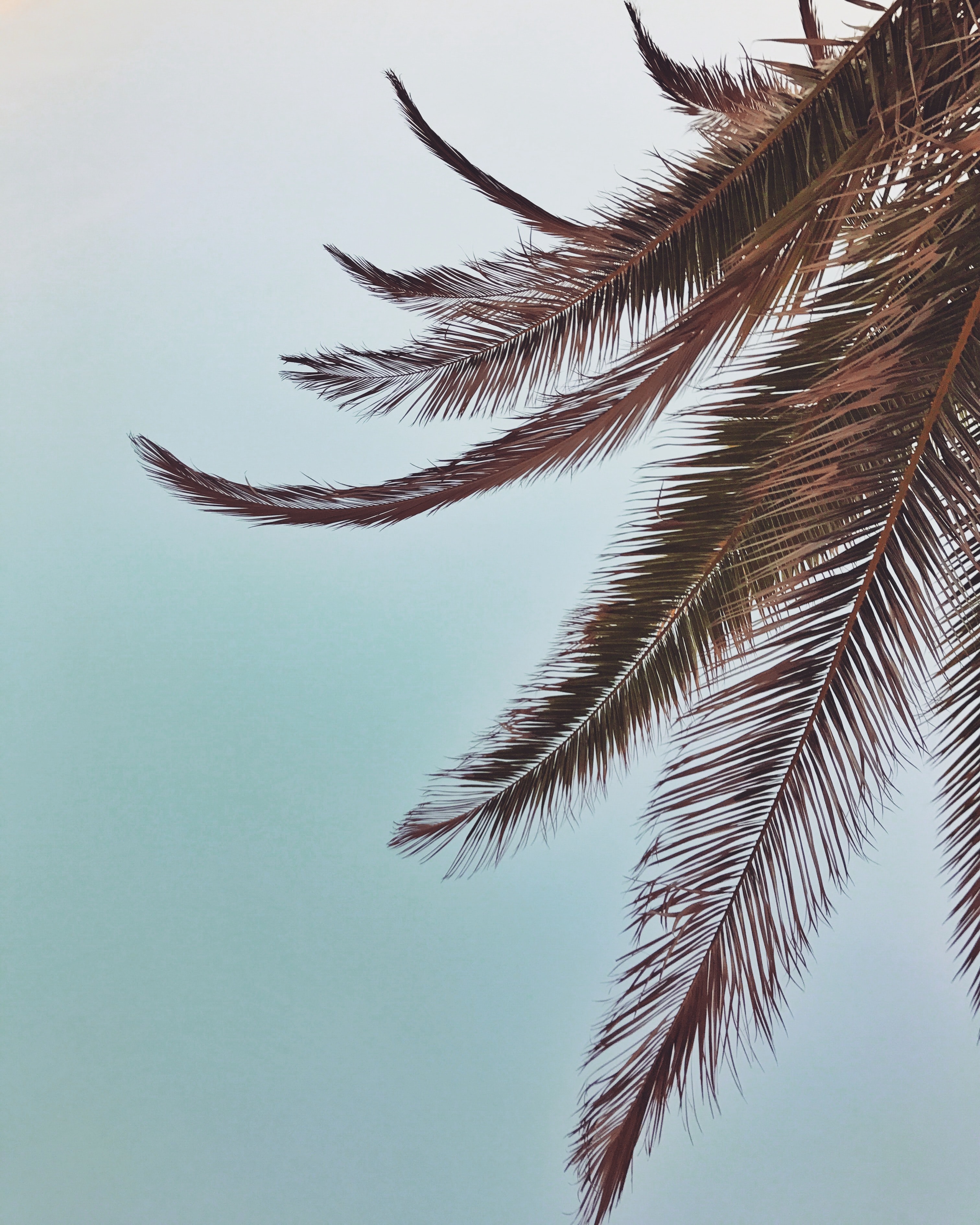 tropical, nature, sky, leaves, palm, branches