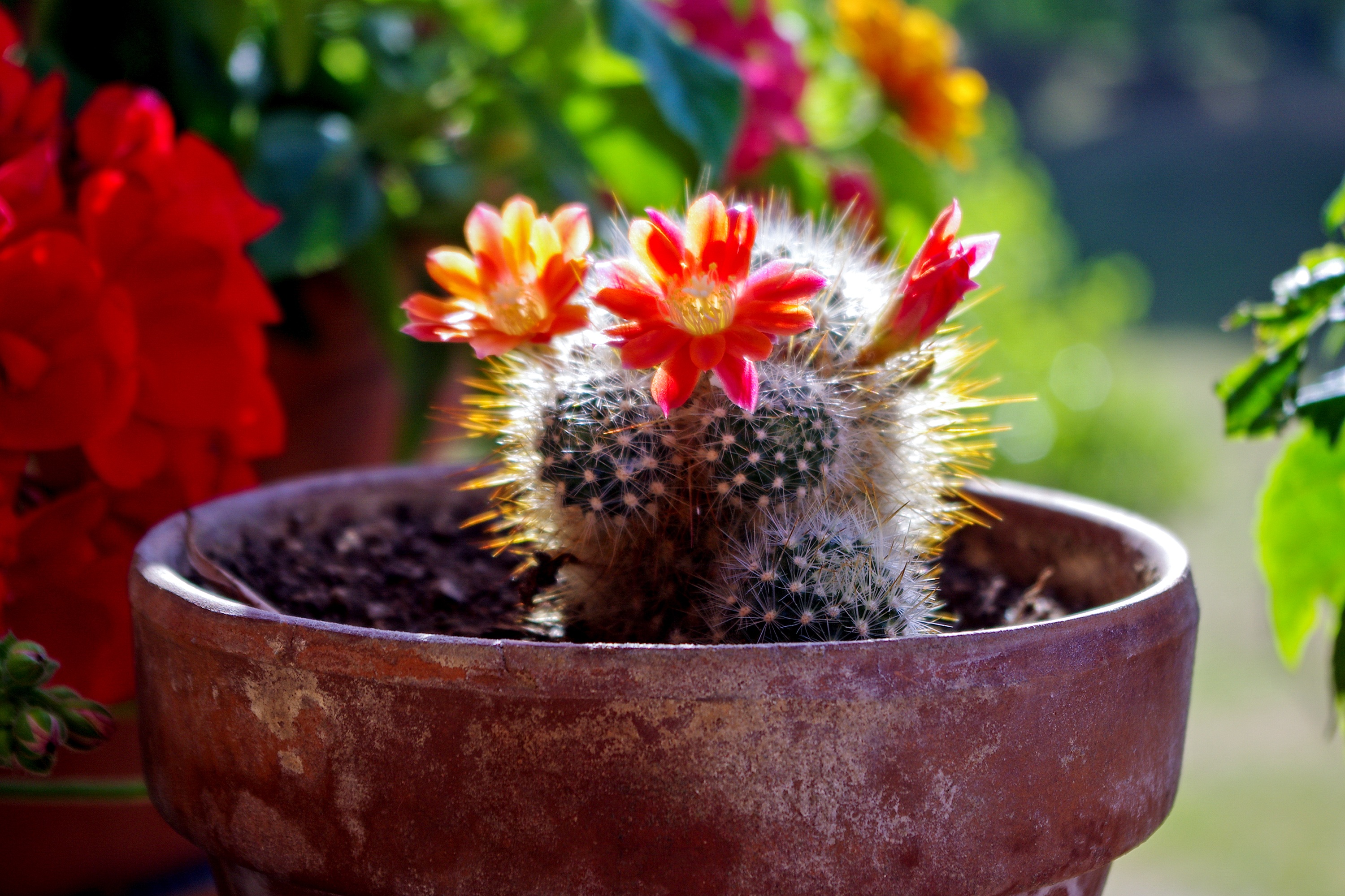 99533 descargar imagen cactus, suculentas, flores, flor, florecer, floración, cacto, plantas suculentas: fondos de pantalla y protectores de pantalla gratis