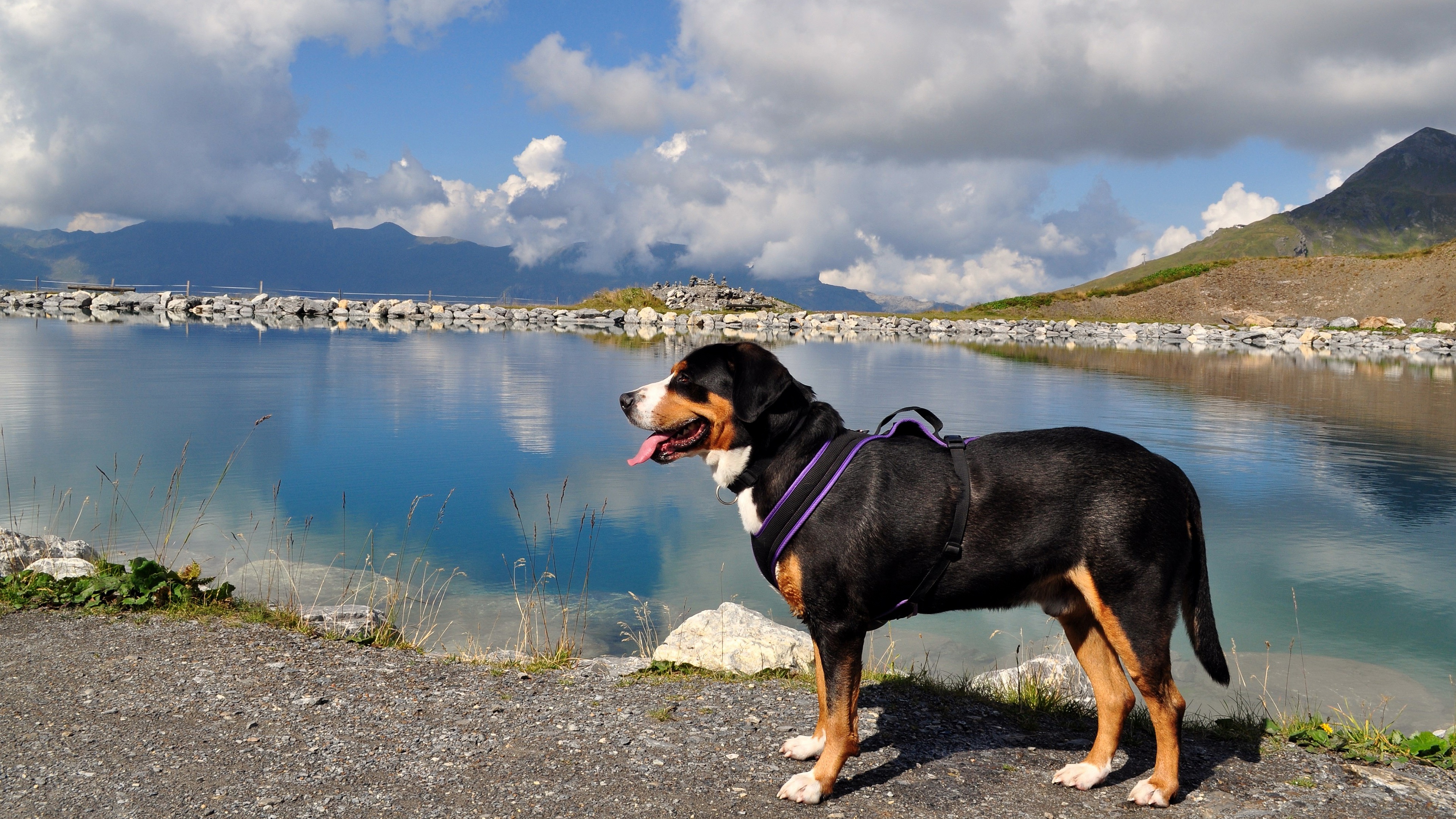Download mobile wallpaper Animal, Bernese Mountain Dog for free.