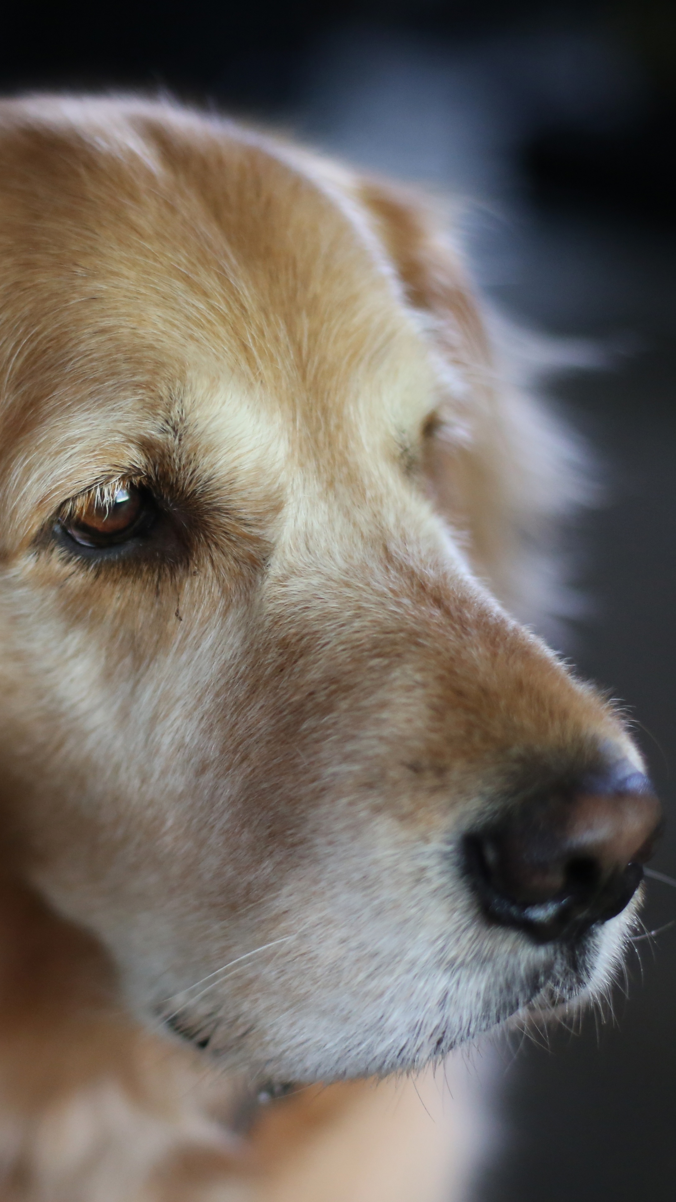 Free download wallpaper Dogs, Dog, Muzzle, Animal, Golden Retriever on your PC desktop