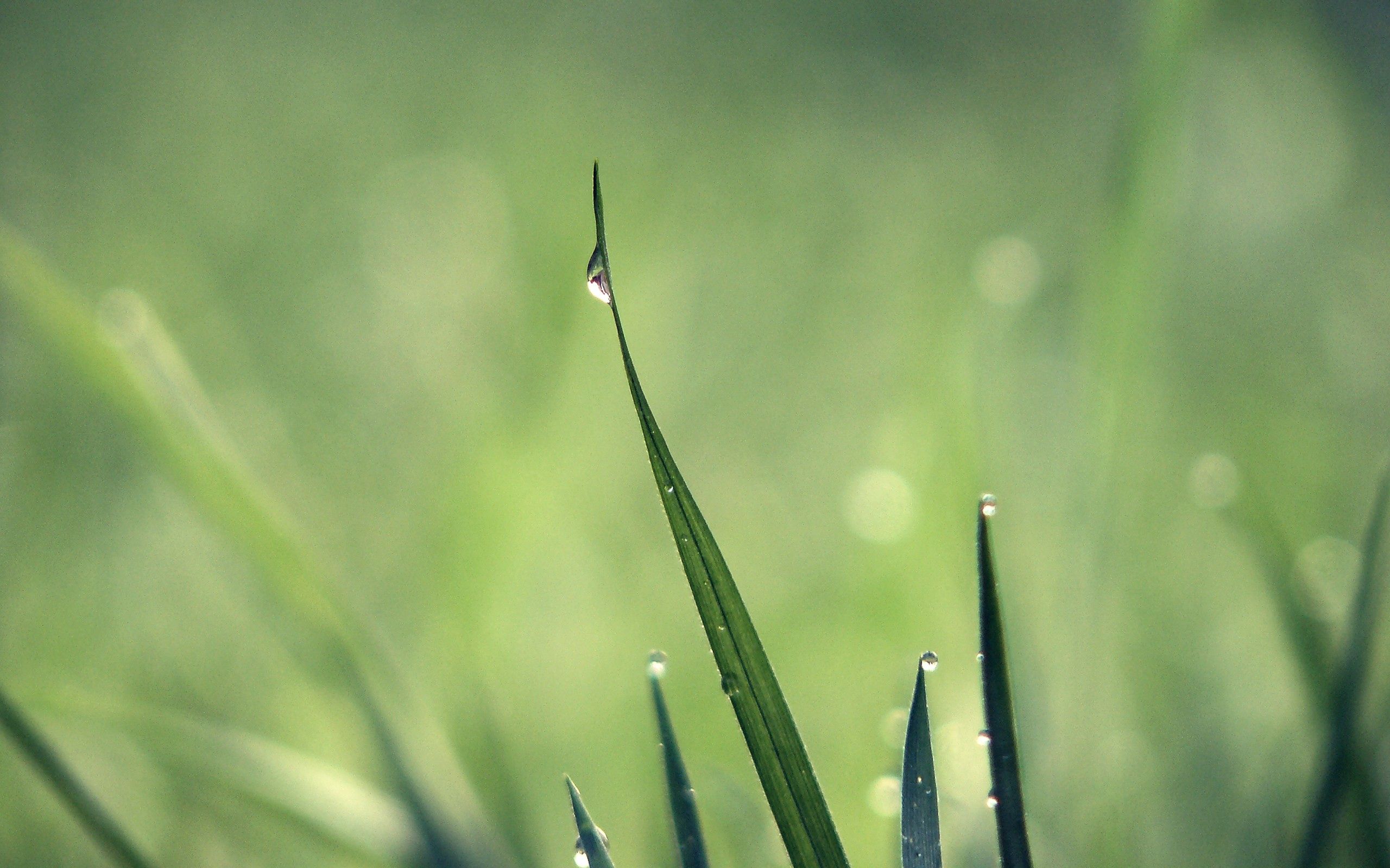 green, grass, drops, macro, light, light coloured, dew HD for desktop 1080p
