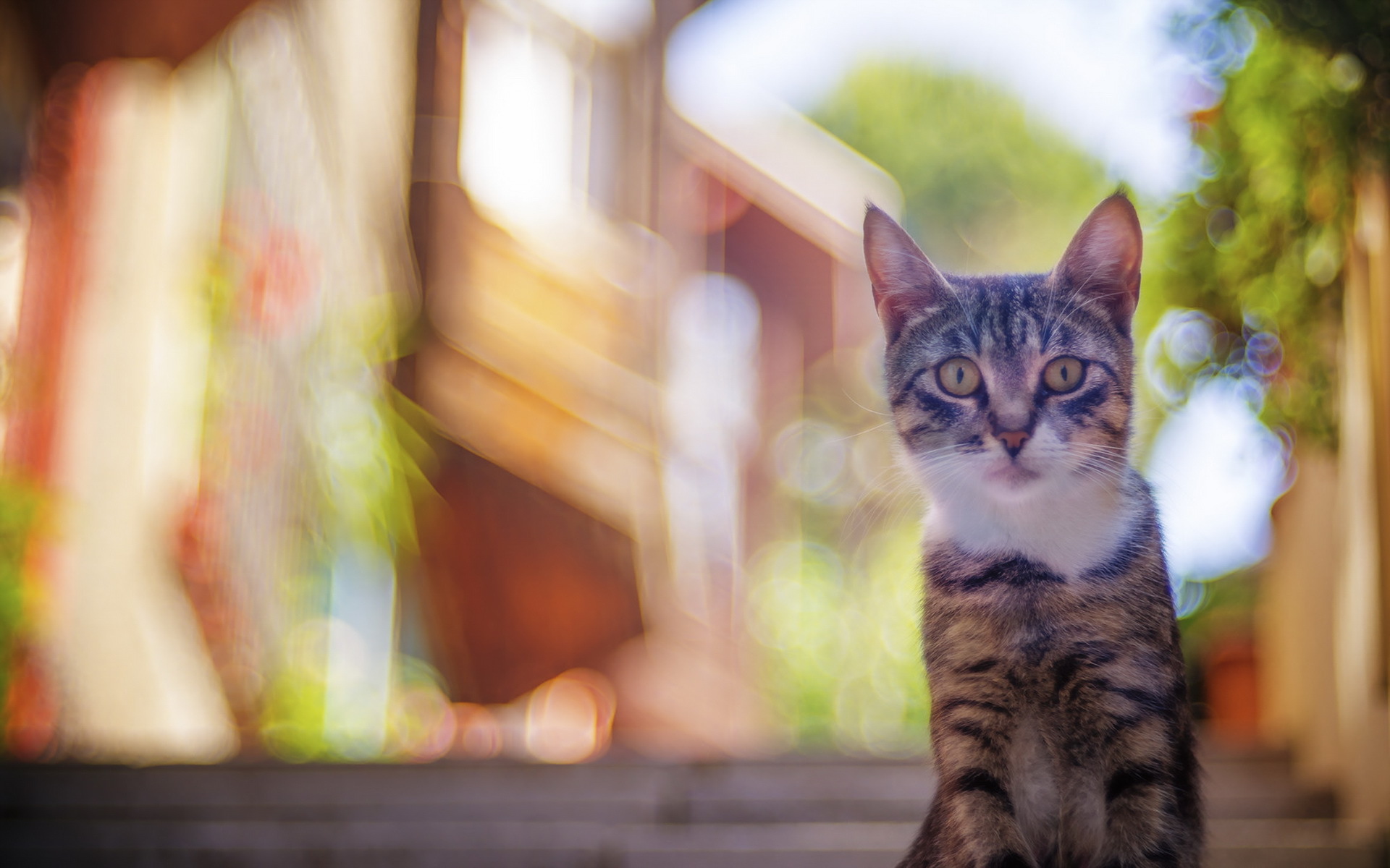 Download mobile wallpaper Cats, Cat, Blur, Animal, Bokeh for free.