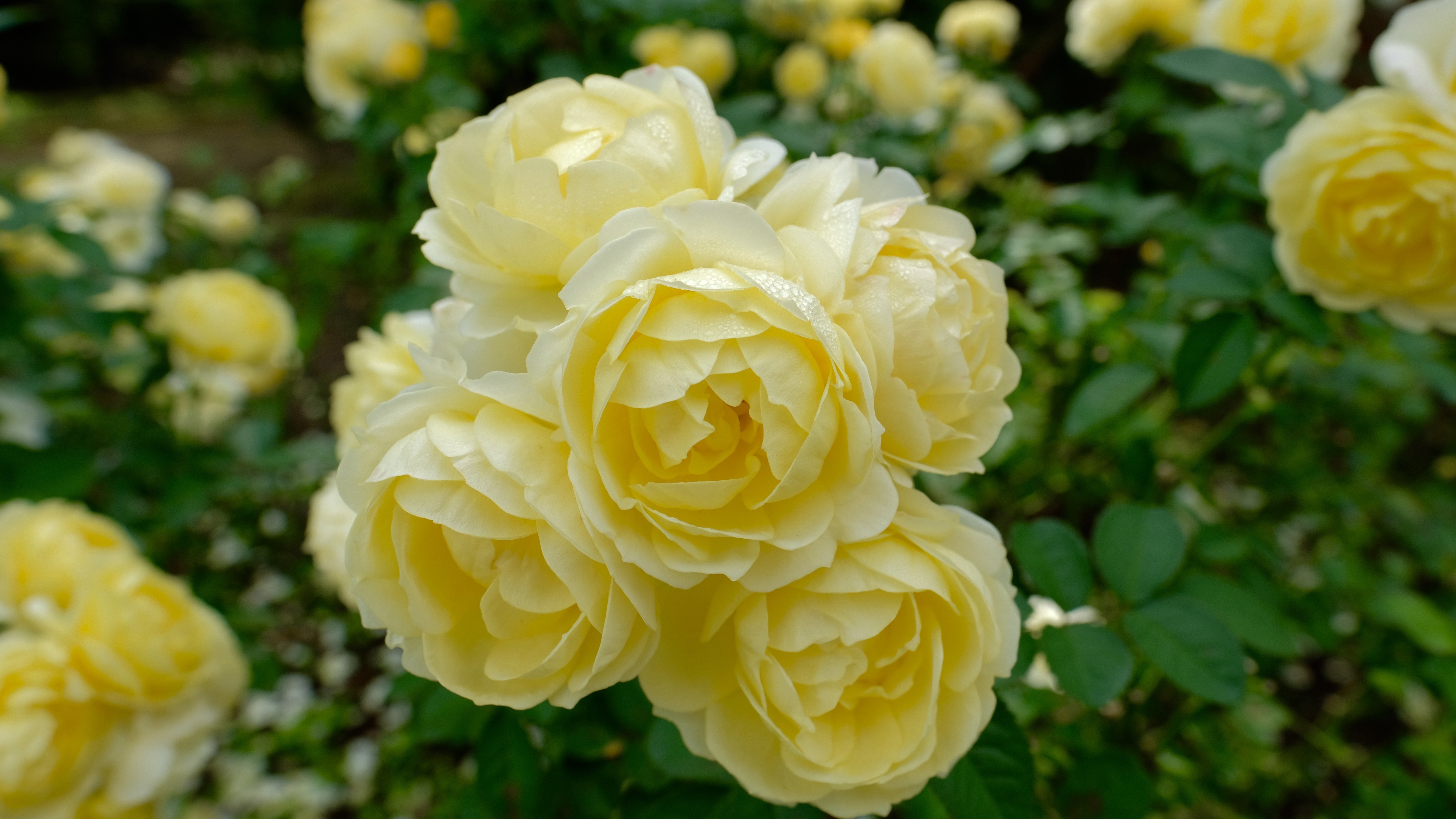 Download mobile wallpaper Rose, Earth, Yellow Rose, Yellow Flower for free.