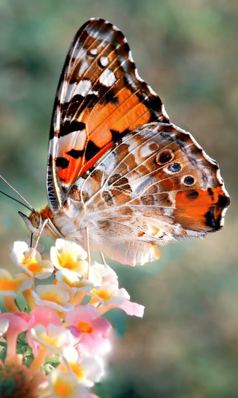 Handy-Wallpaper Tiere, Schmetterlinge, Frühling kostenlos herunterladen.