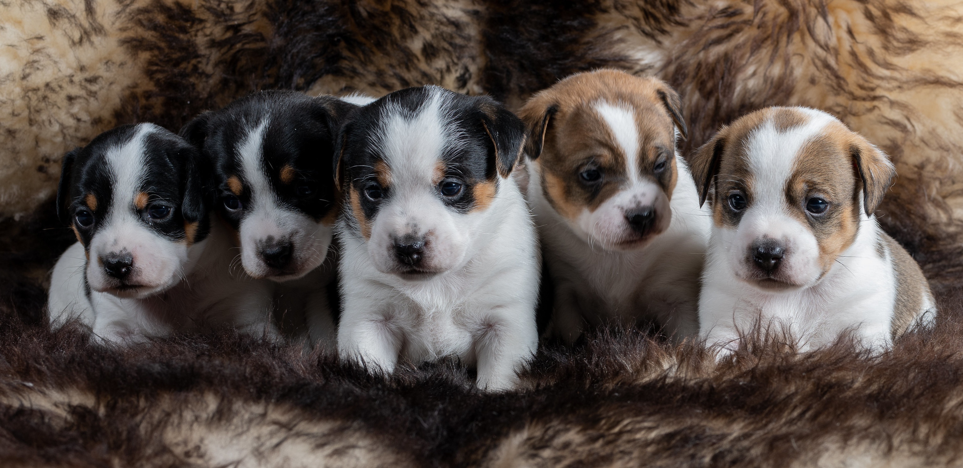 Baixar papel de parede para celular de Animais, Cães, Cão, Animal Bebê, Filhote gratuito.