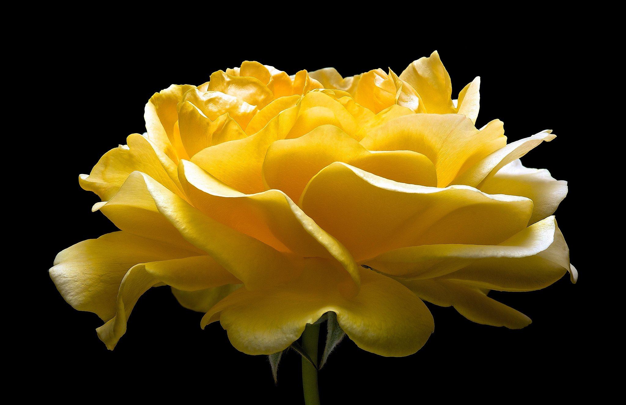 Download mobile wallpaper Flowers, Flower, Rose, Close Up, Earth, Yellow Flower for free.