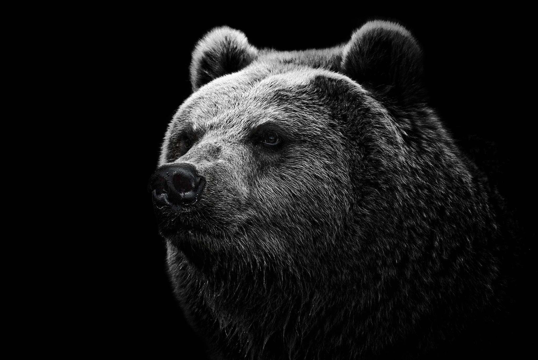 298208 descargar imagen oso, osos, animales: fondos de pantalla y protectores de pantalla gratis