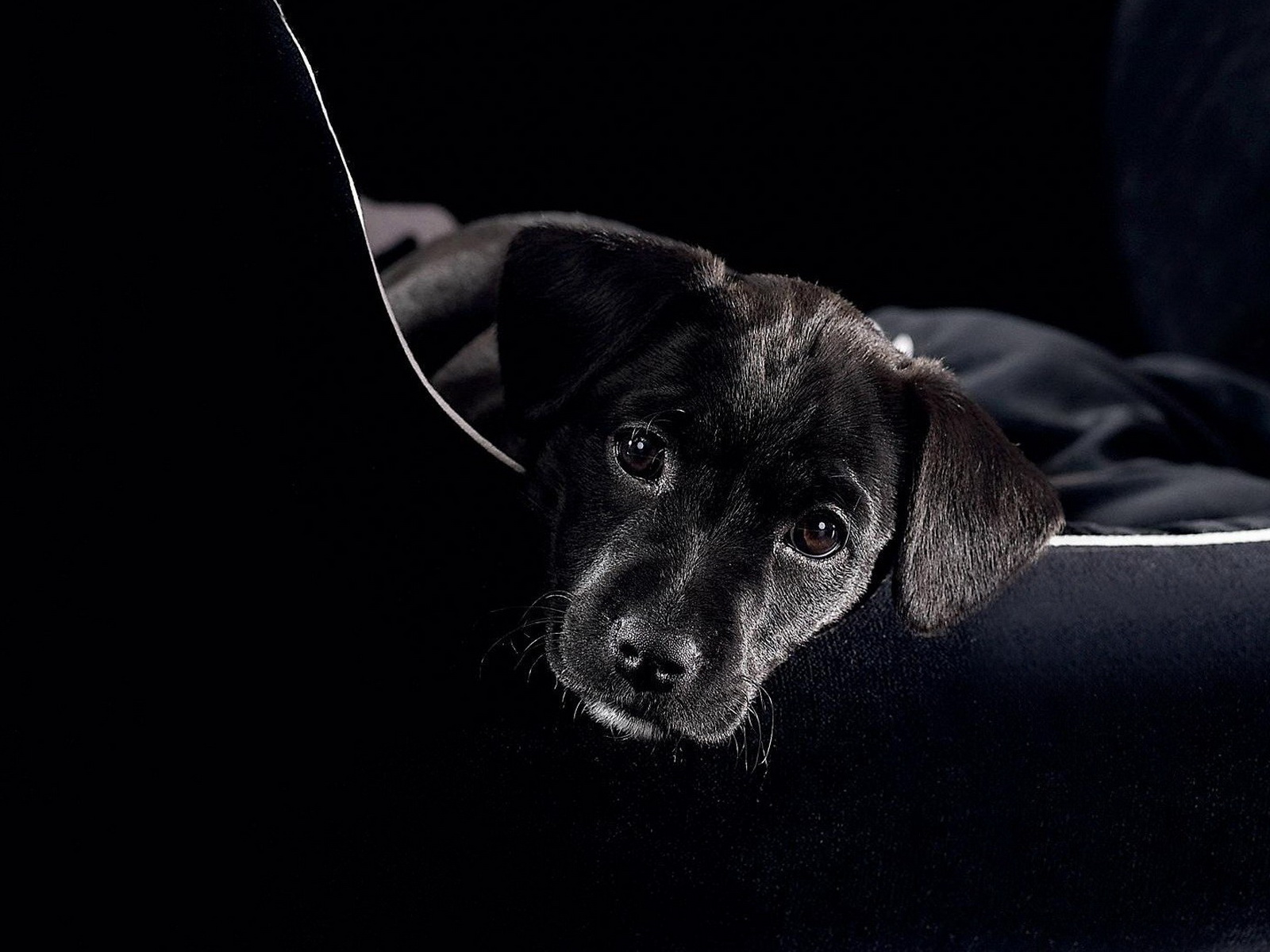 Baixar papel de parede para celular de Animais, Cães, Cão gratuito.