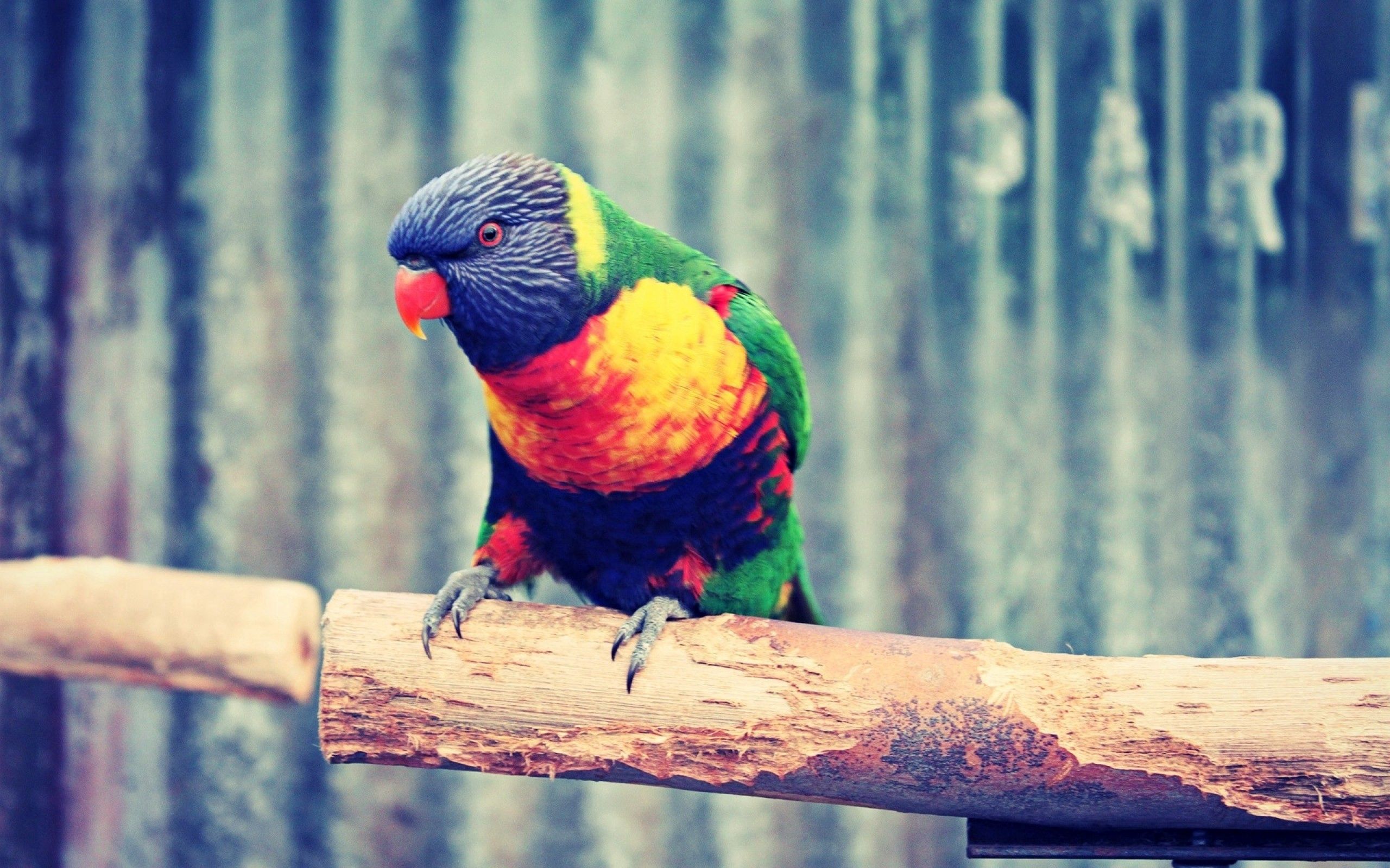 Free download wallpaper Parrots, Branch, Motley, Multicolored, Animals on your PC desktop