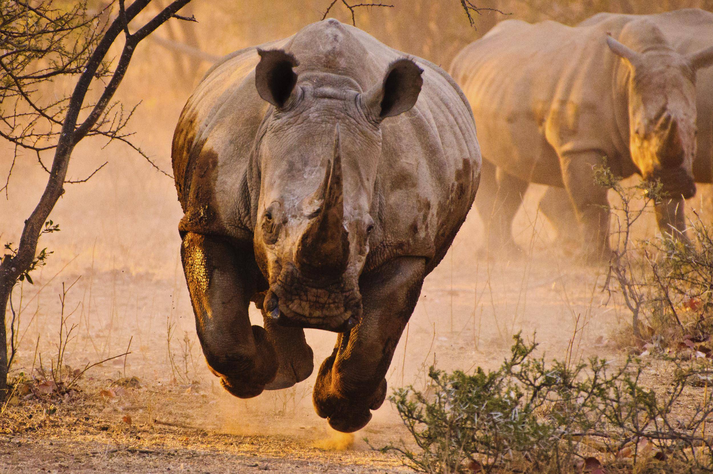 306084 télécharger le fond d'écran rhinocéros, animaux - économiseurs d'écran et images gratuitement
