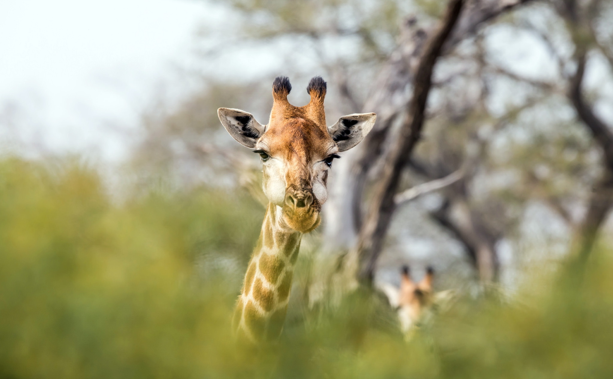Laden Sie das Tiere, Bokeh, Giraffe-Bild kostenlos auf Ihren PC-Desktop herunter