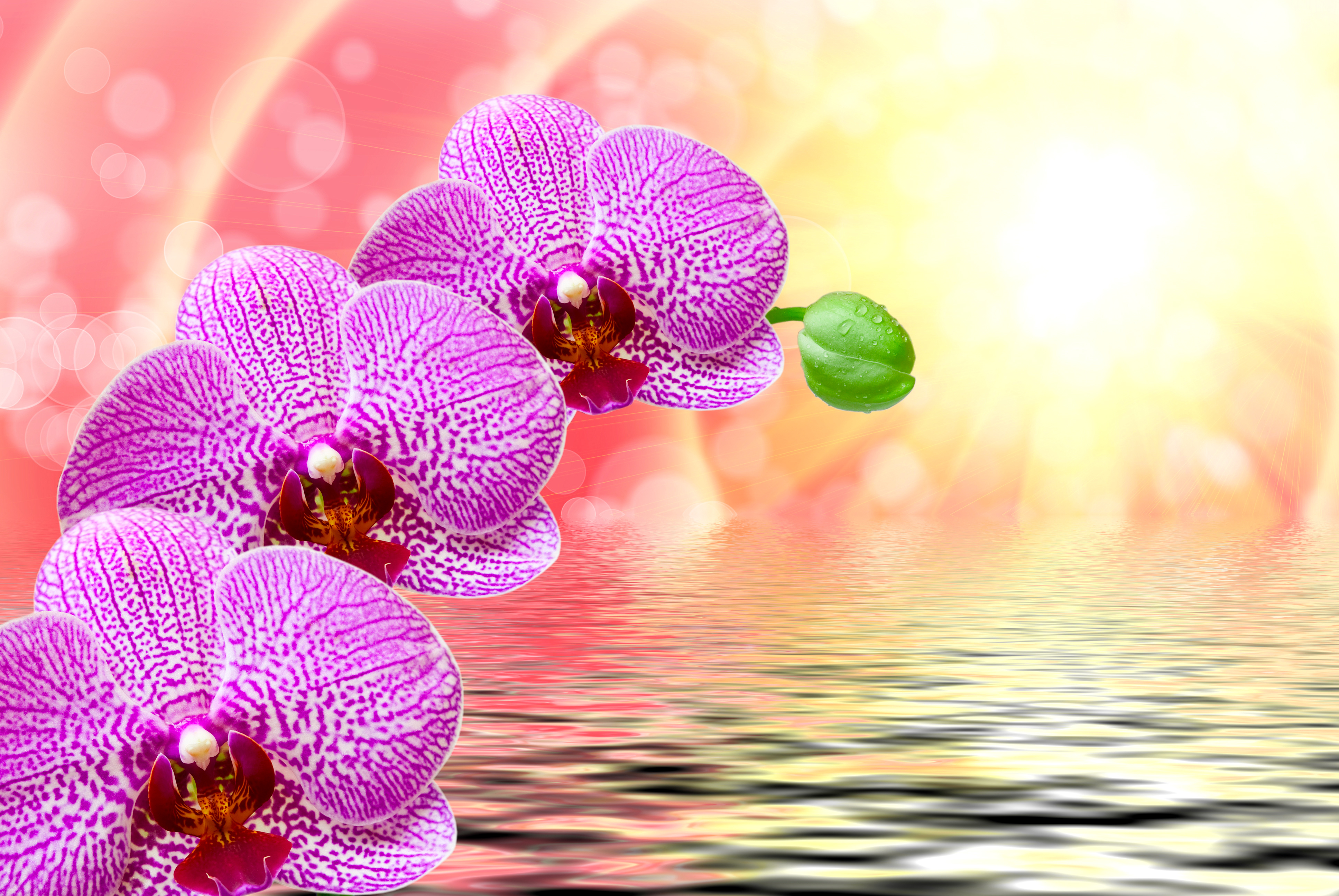 Laden Sie das Blumen, Wasser, Blume, Nahansicht, Bokeh, Orchidee, Sonnenstrahl, Lila Blume, Erde/natur-Bild kostenlos auf Ihren PC-Desktop herunter