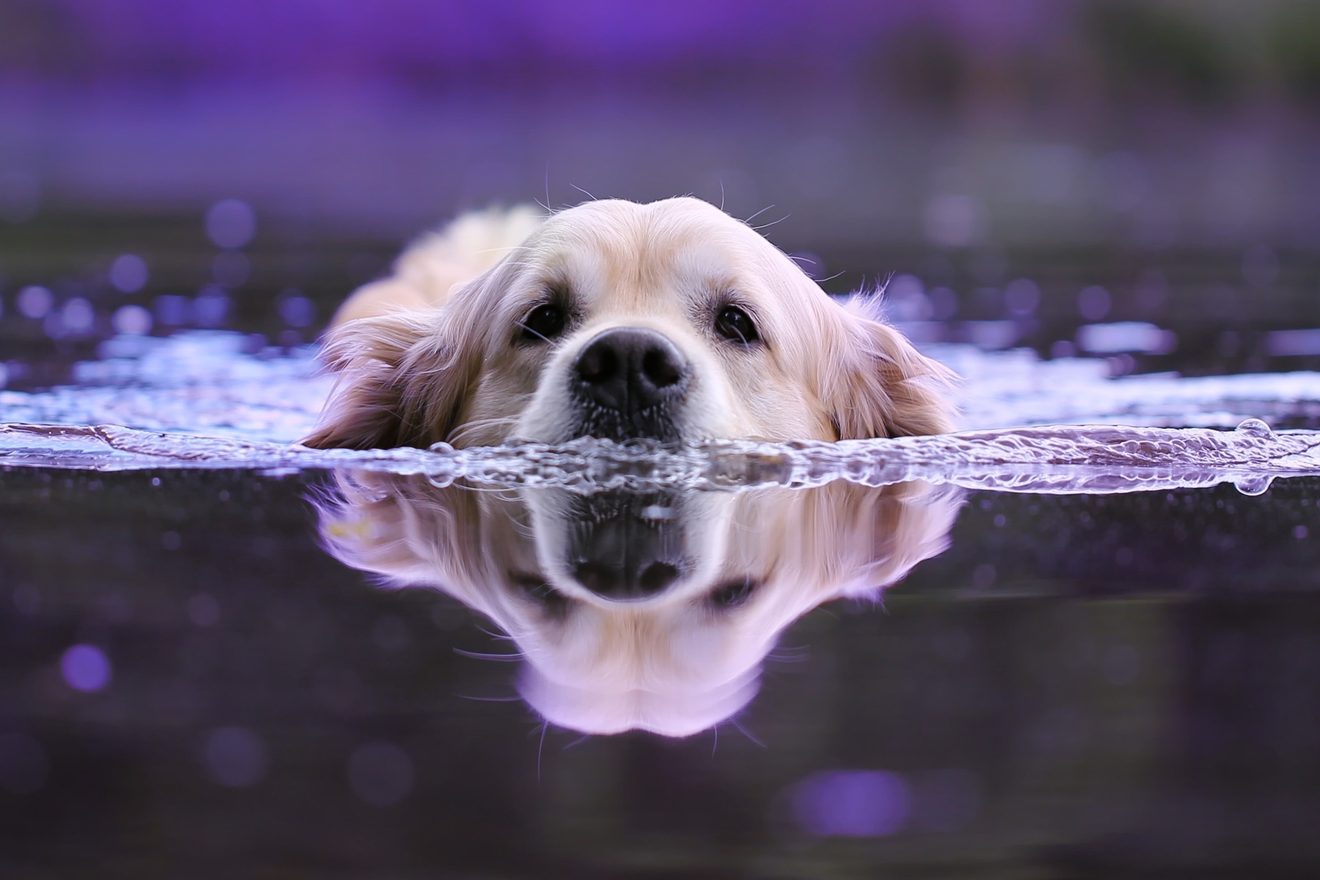 animal, golden retriever, dog, reflection, swimming, water, dogs