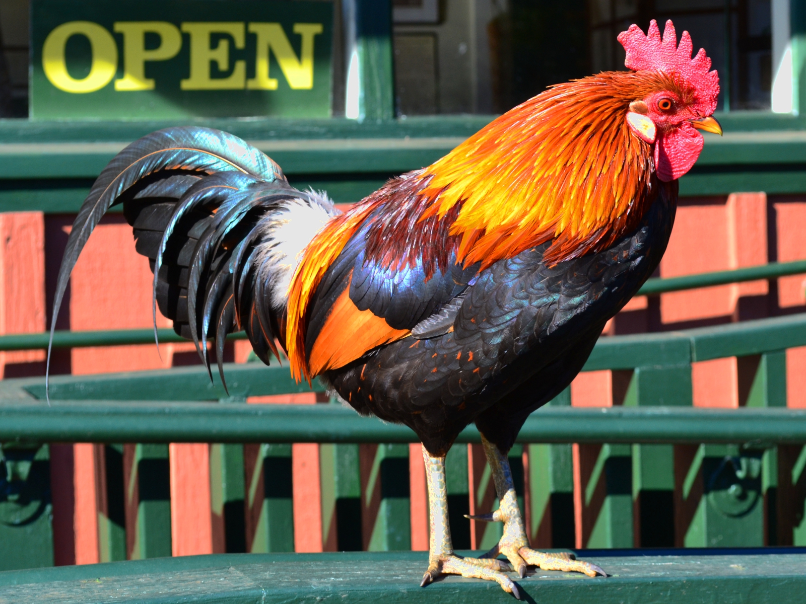animal, rooster, chicken, birds