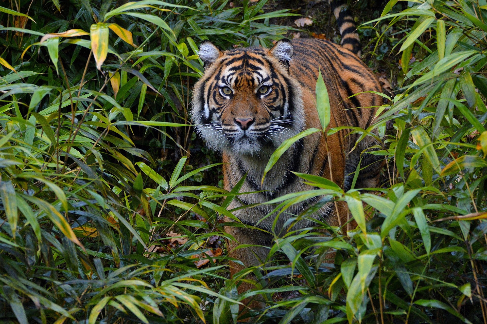 Download mobile wallpaper Stare, Cats, Animal, Tiger for free.