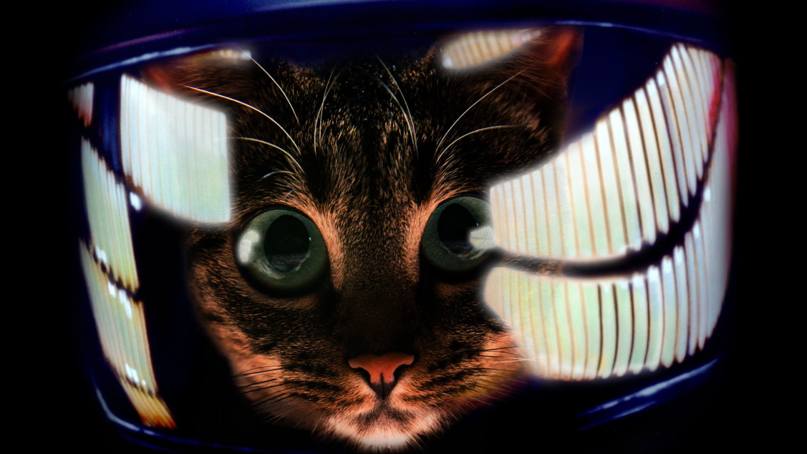 Завантажити шпалери безкоштовно Кішка, Тварина, Коти, Футуристичний картинка на робочий стіл ПК
