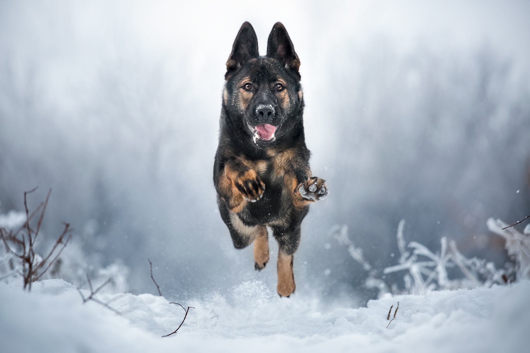 Handy-Wallpaper Tiere, Winter, Hunde, Schnee, Hund, Schäferhund, Tiefenschärfe kostenlos herunterladen.