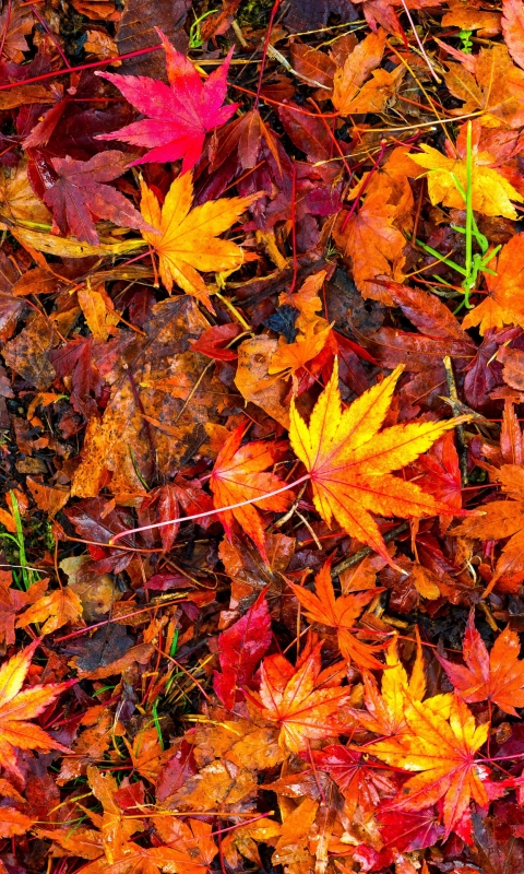 Download mobile wallpaper Leaf, Fall, Earth for free.