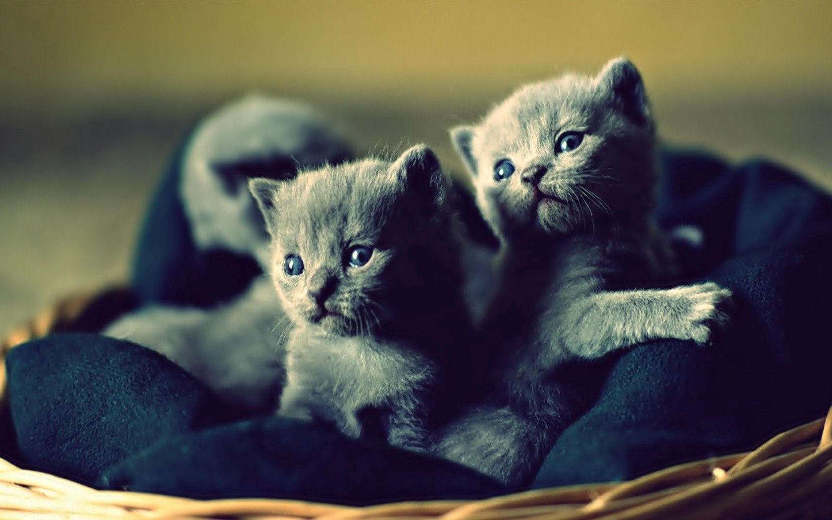 cute, animals, basket, kittens HD wallpaper