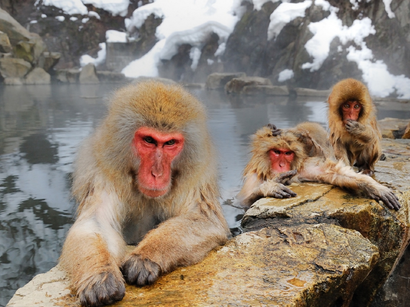 Free download wallpaper Animals, Monkeys on your PC desktop