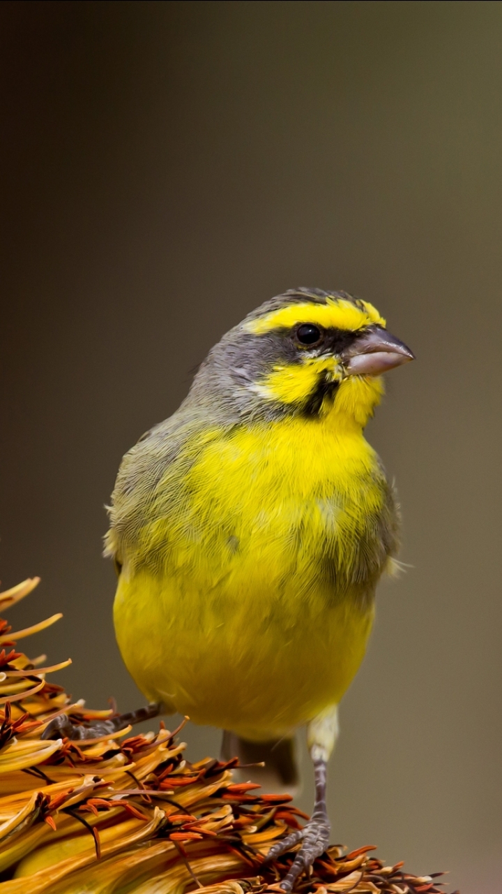 Descarga gratuita de fondo de pantalla para móvil de Animales, Aves, Ave.