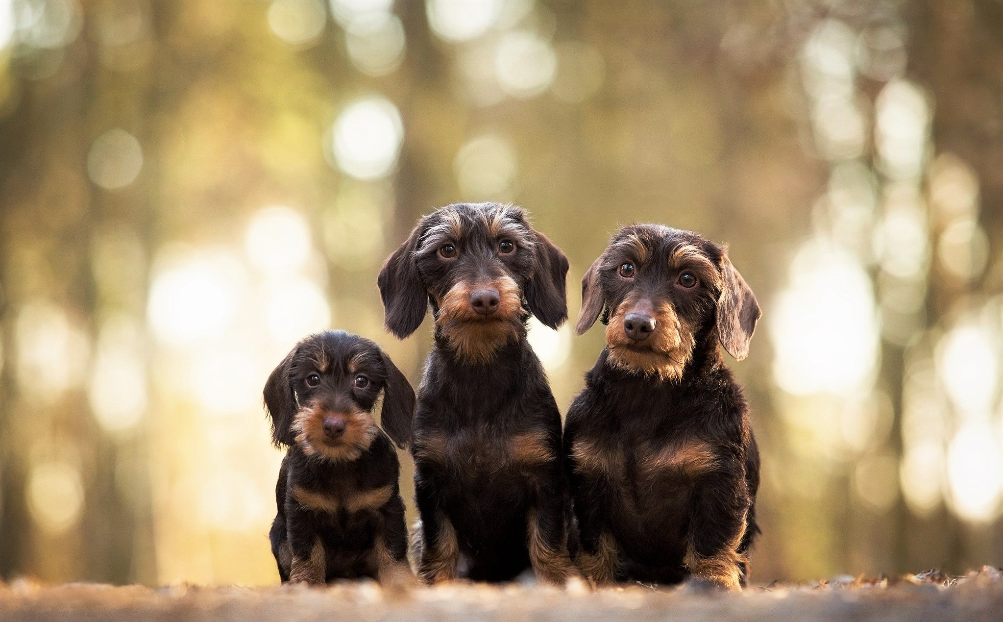 Free download wallpaper Dogs, Dog, Animal, Puppy, Cute, Dachshund, Baby Animal, Wirehaired Dachshund on your PC desktop