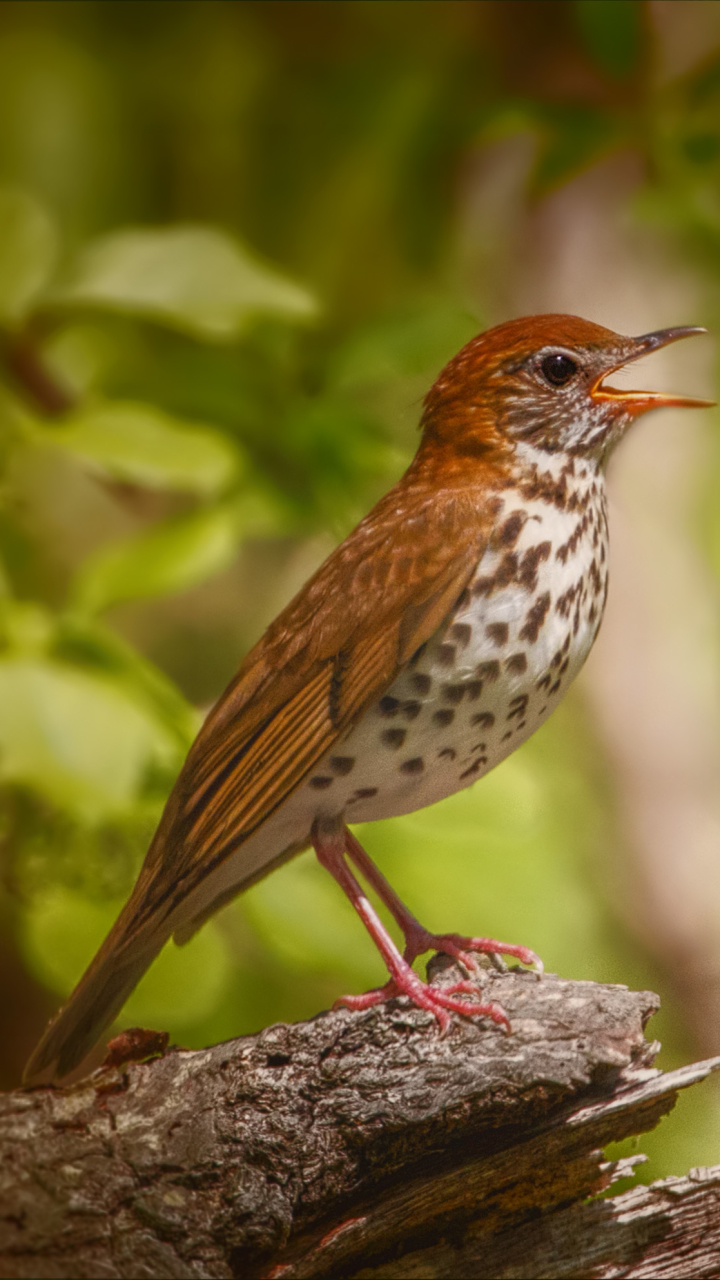 Baixar papel de parede para celular de Animais, Aves, Pássaro gratuito.