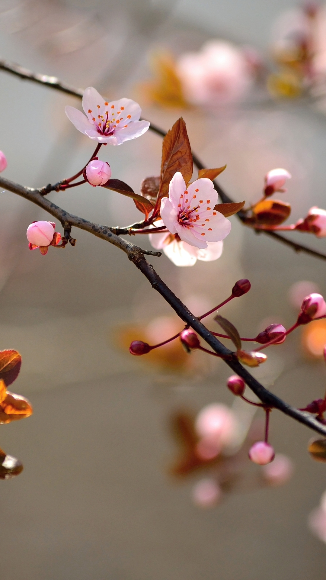 Download mobile wallpaper Nature, Flowers, Flower, Branch, Earth, Blossom for free.