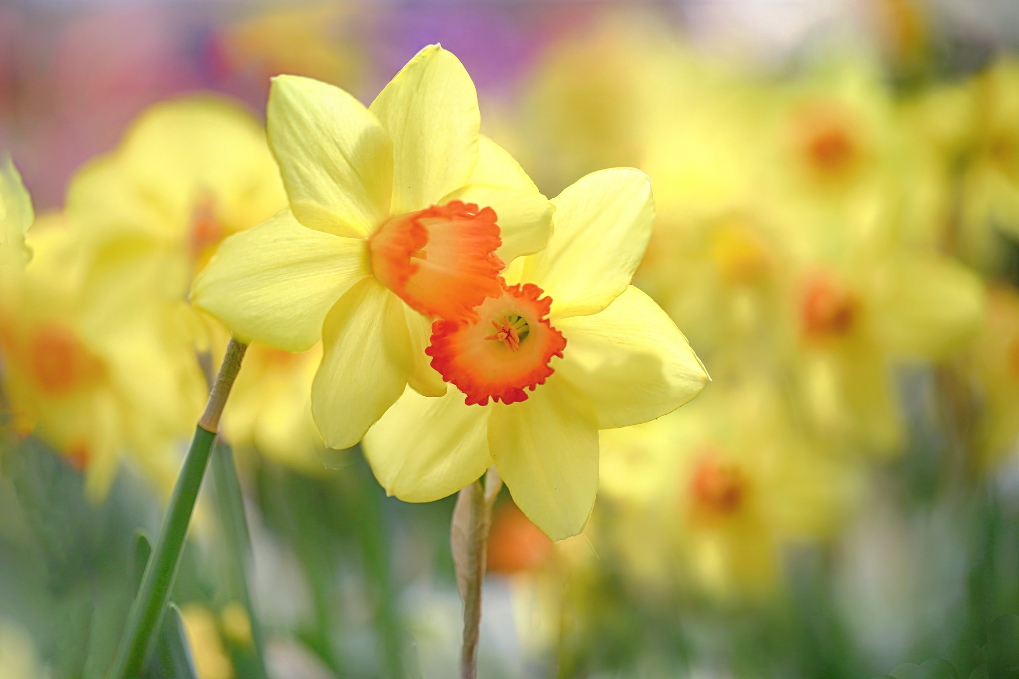 Laden Sie das Natur, Blumen, Narzissen, Blume, Makro, Gelbe Blume, Erde/natur-Bild kostenlos auf Ihren PC-Desktop herunter