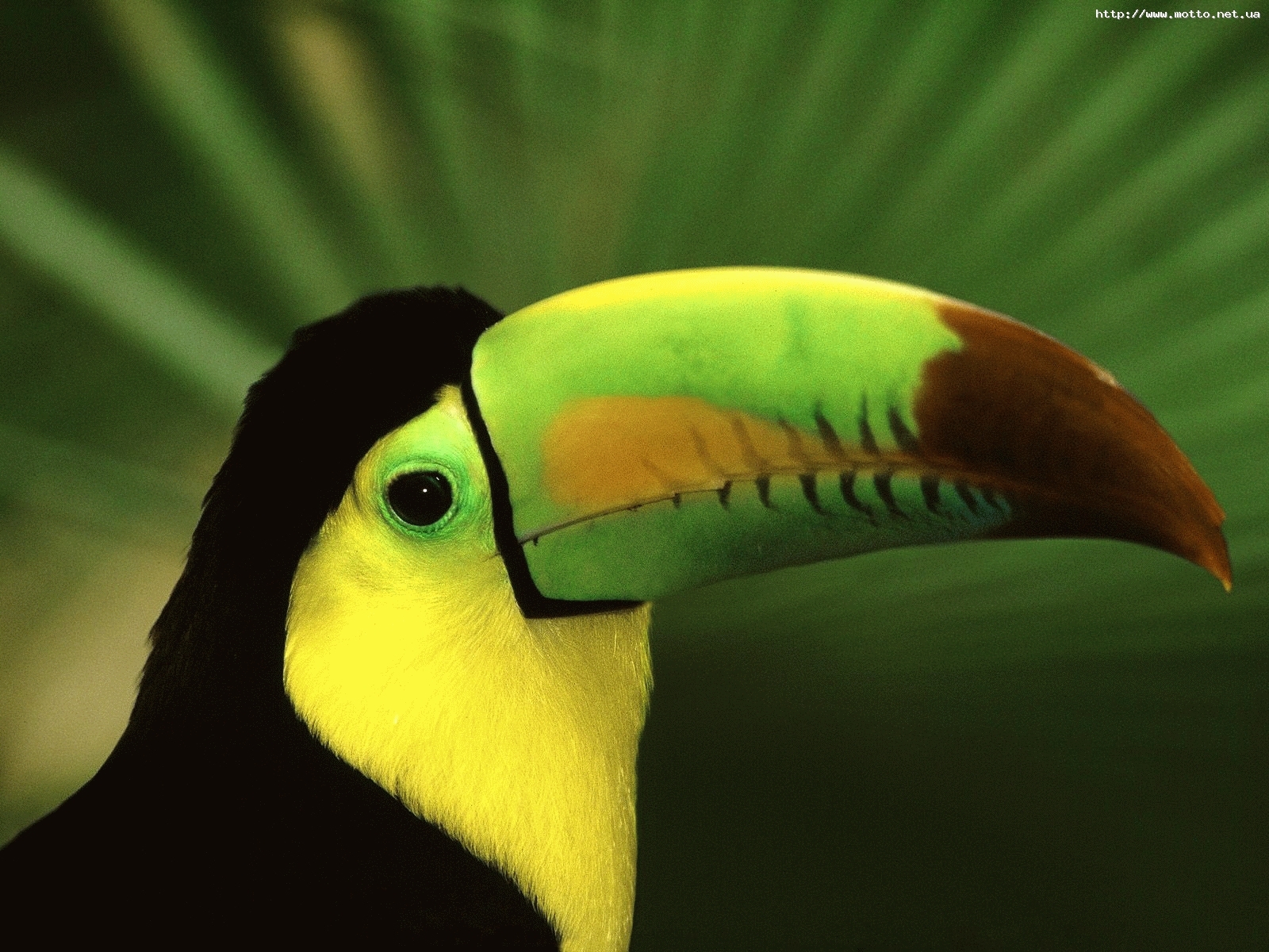 Descarga gratis la imagen Tucanes, Animales, Birds en el escritorio de tu PC