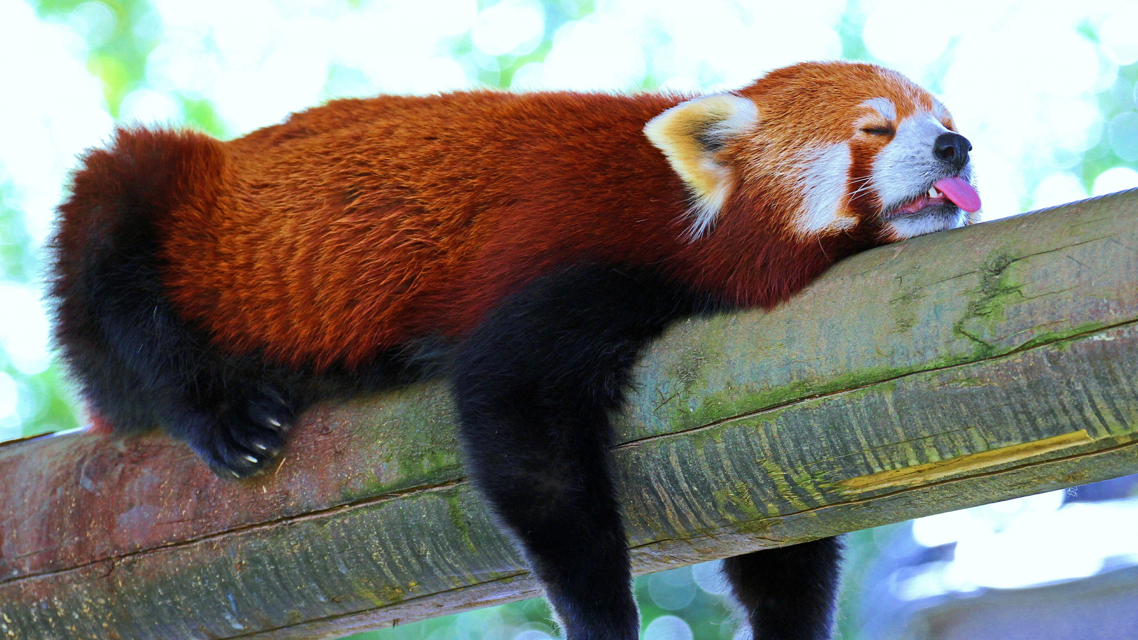 671514 Hintergrundbild herunterladen tiere, kleiner panda, schlafen - Bildschirmschoner und Bilder kostenlos