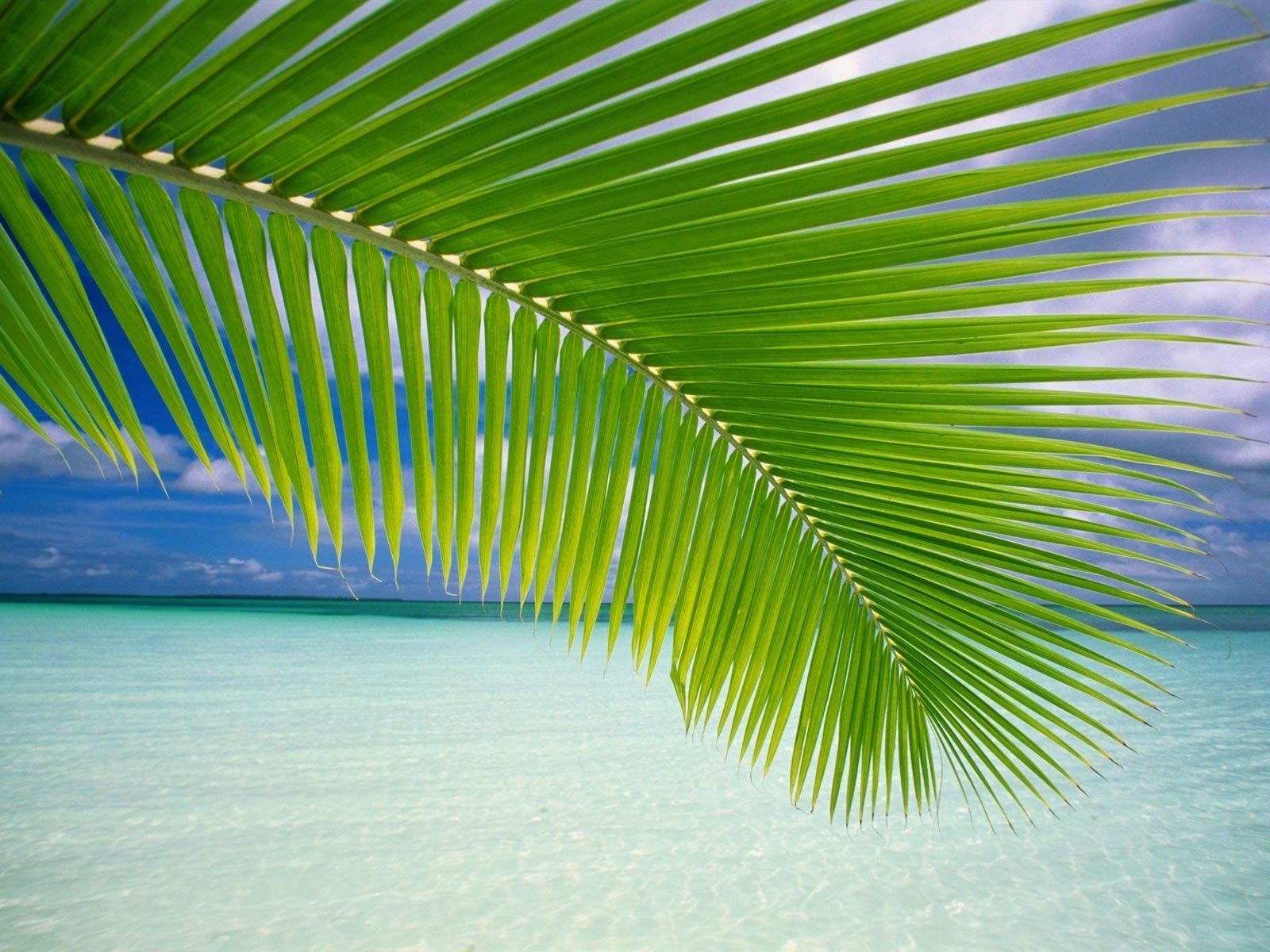 Handy-Wallpaper Pflanzen, Palms kostenlos herunterladen.