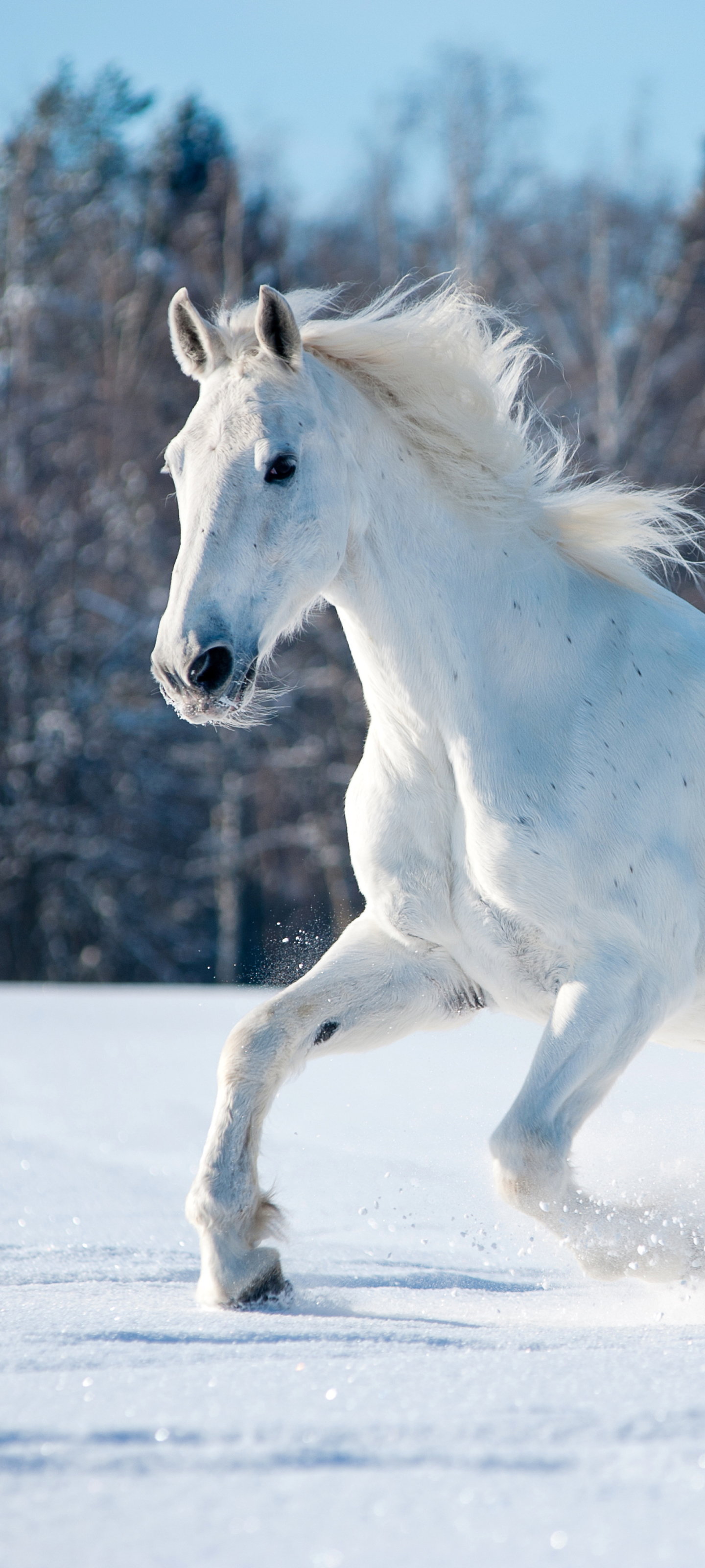 Handy-Wallpaper Tiere, Hauspferd kostenlos herunterladen.