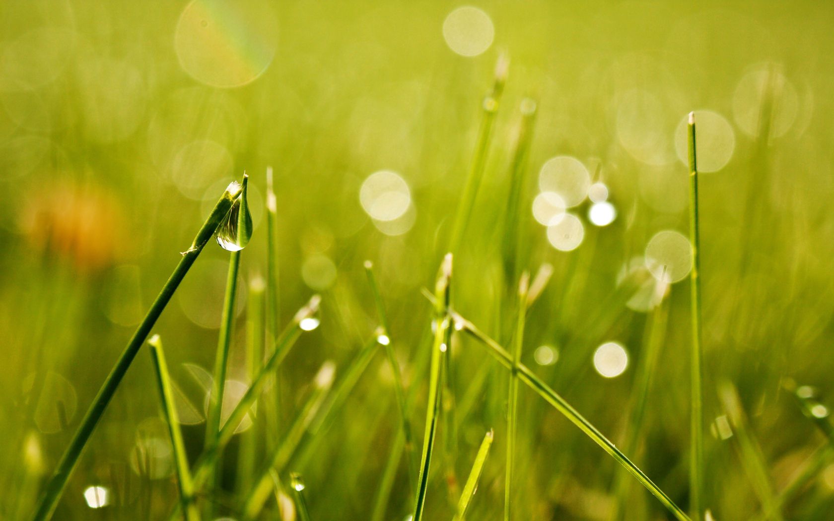 Laden Sie das Grass, Drops, Makro, Blendung, Licht, Scheinen-Bild kostenlos auf Ihren PC-Desktop herunter