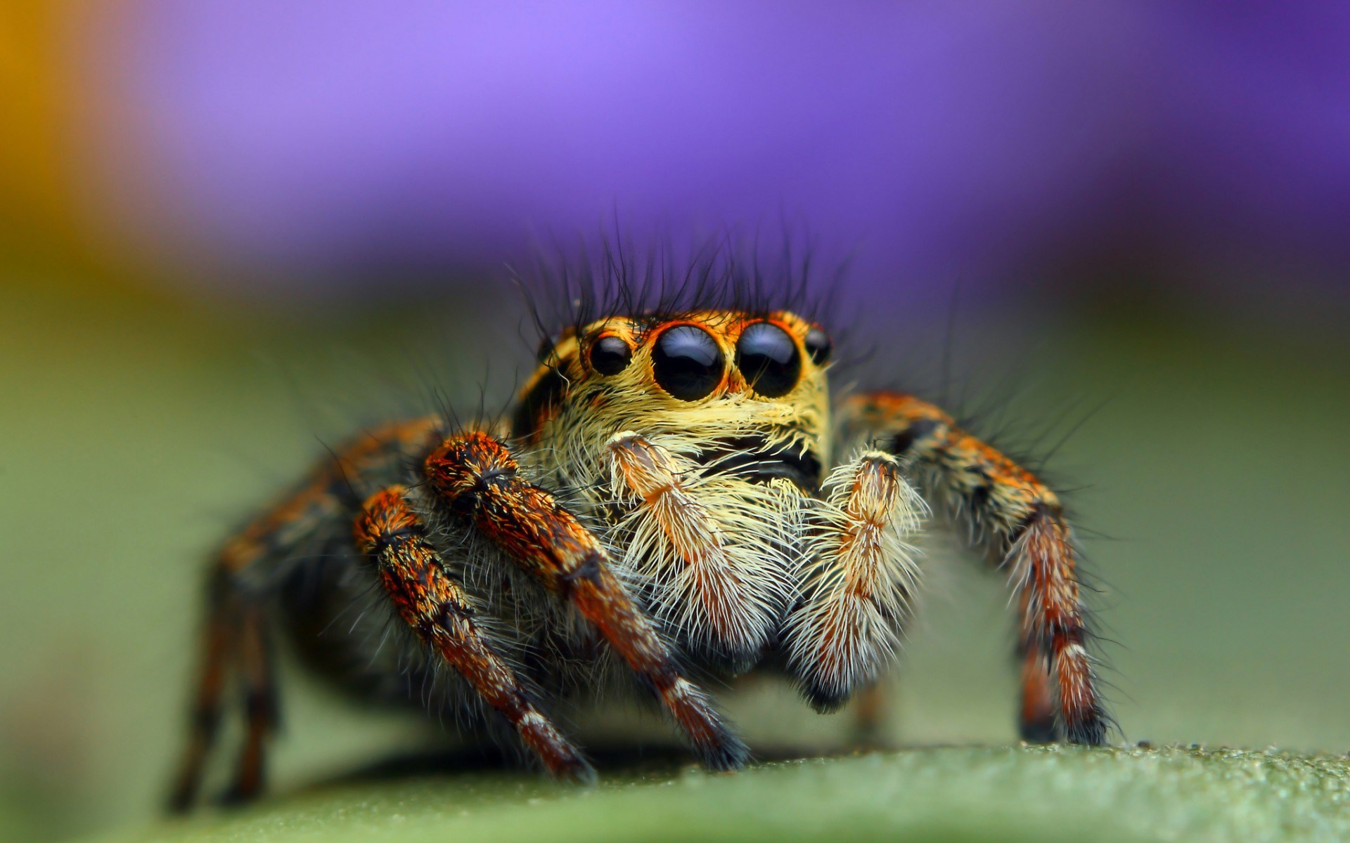 284233 descargar imagen animales, araña, arañas saltarinas, arañas: fondos de pantalla y protectores de pantalla gratis