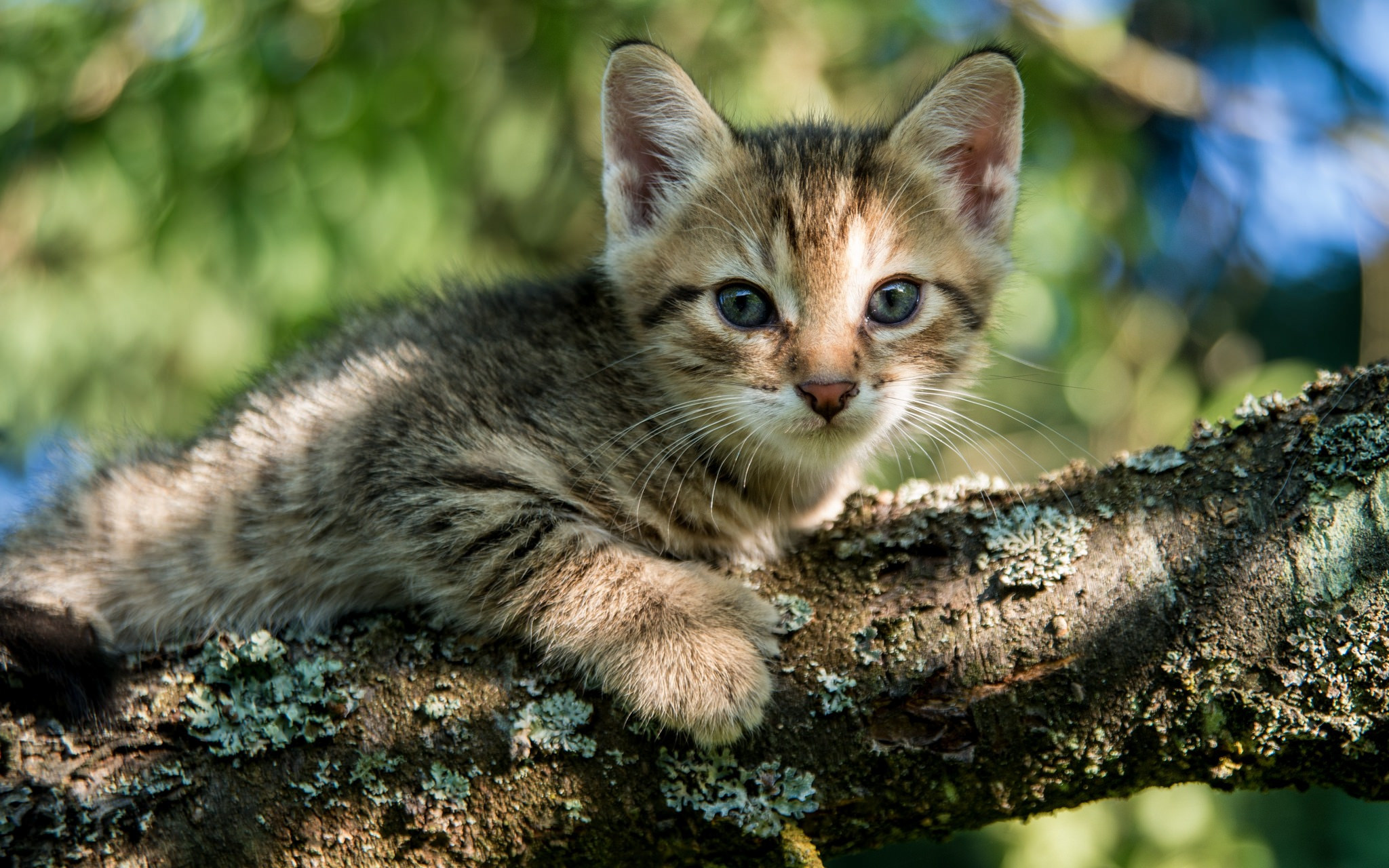 Download mobile wallpaper Cats, Cat, Kitten, Animal, Bokeh, Baby Animal for free.