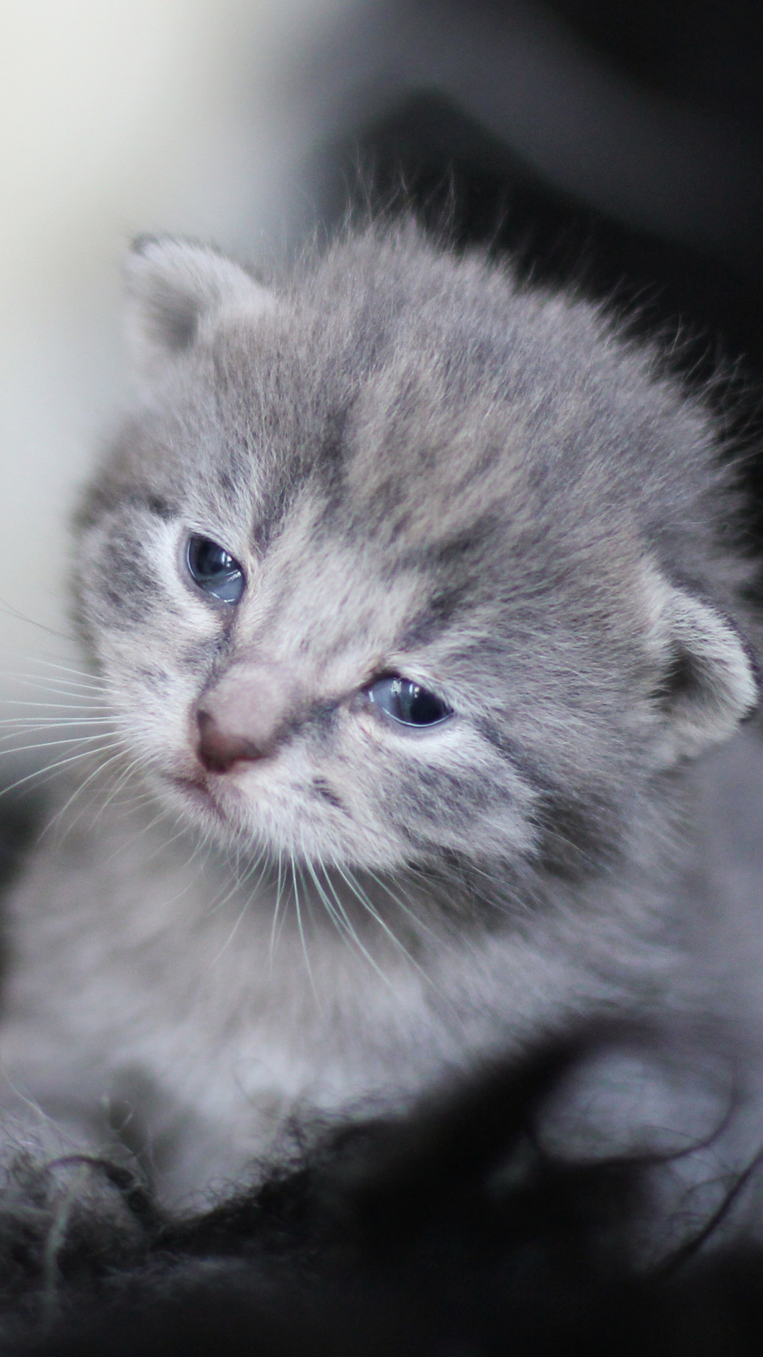 Download mobile wallpaper Cats, Cat, Kitten, Animal, Sad, Baby Animal for free.