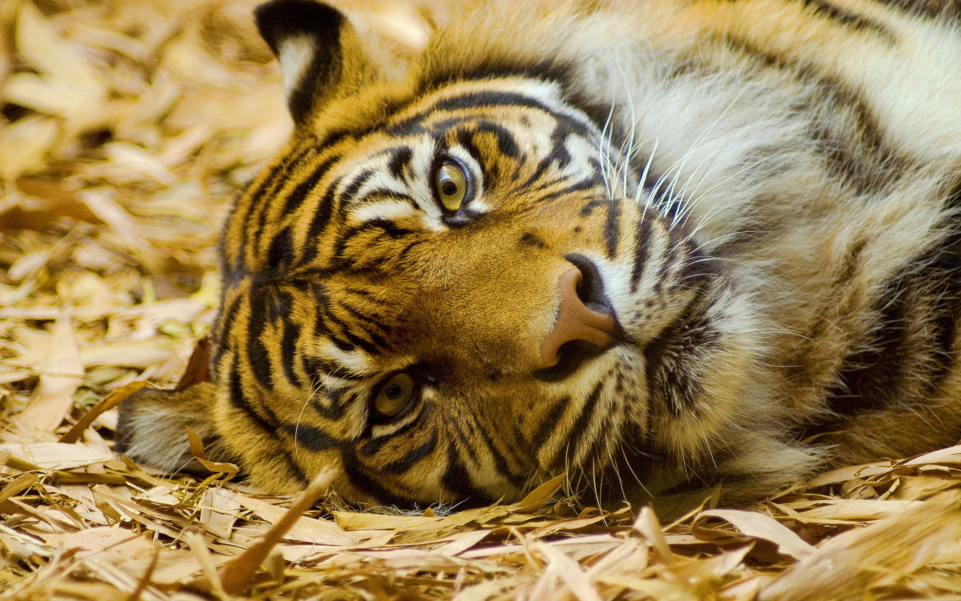 Download mobile wallpaper Cats, Animal, Tiger for free.