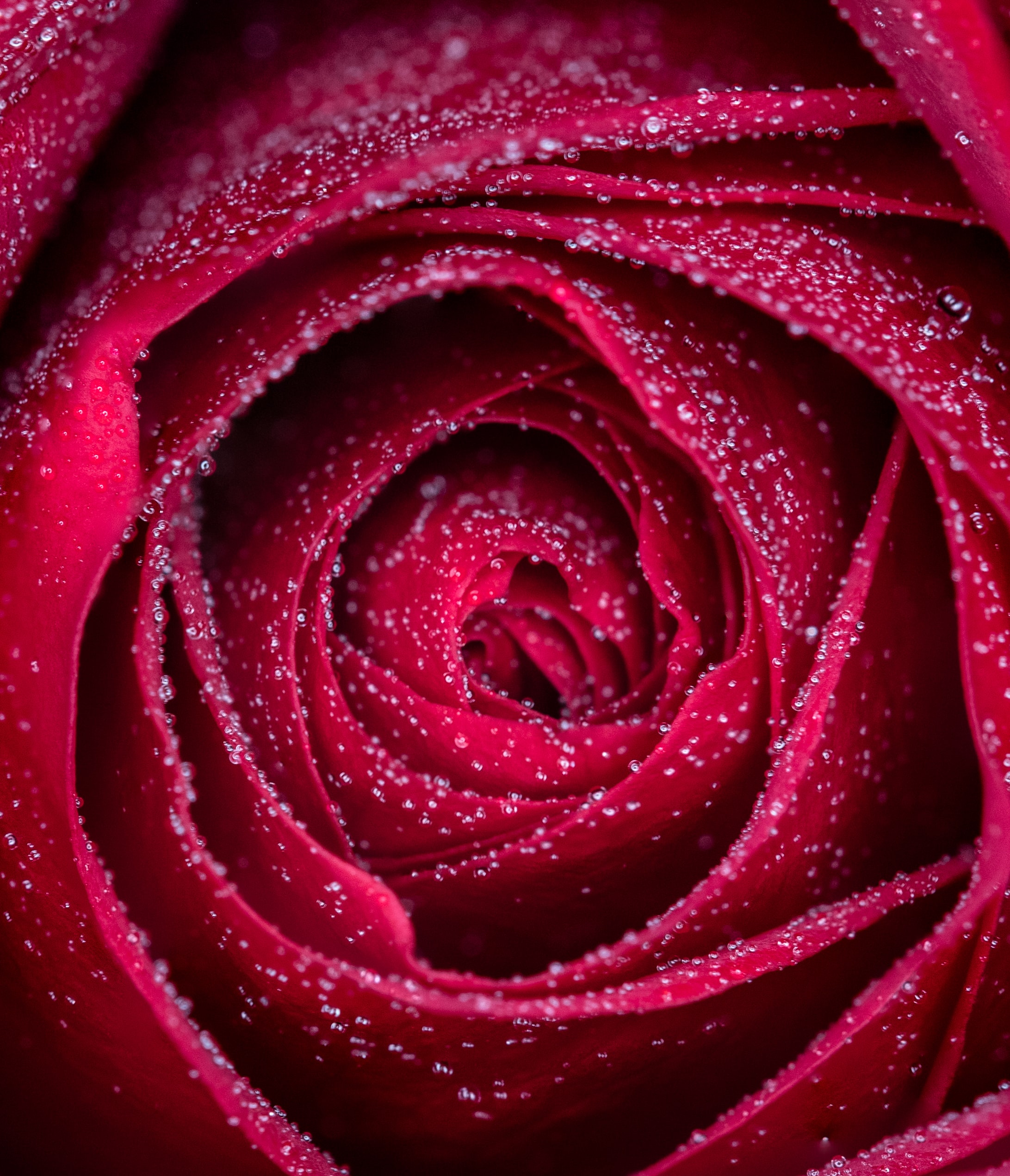 Download mobile wallpaper Flower, Macro, Petals, Wet, Rose, Rose Flower, Drops for free.