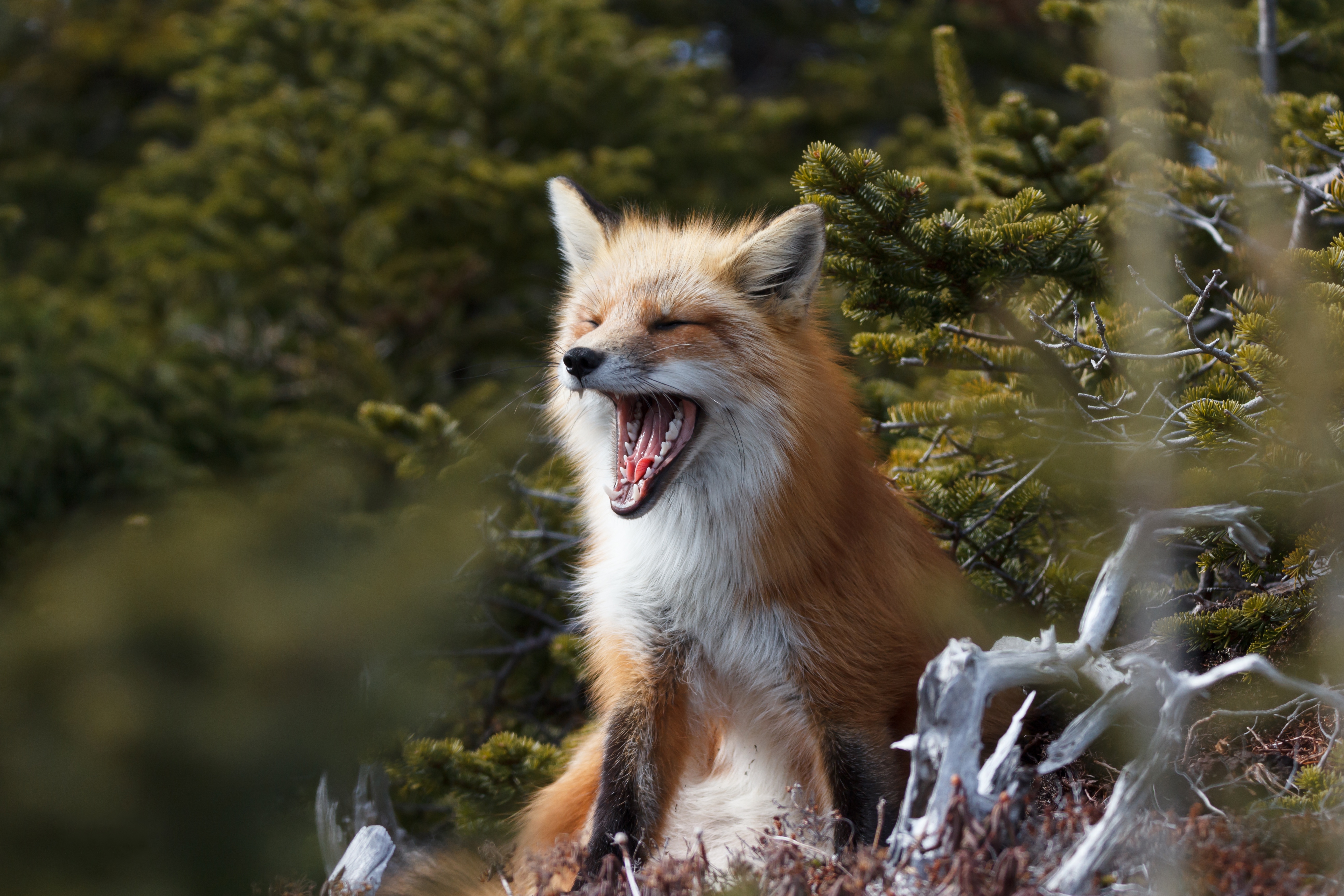 無料モバイル壁紙動物, 狐をダウンロードします。