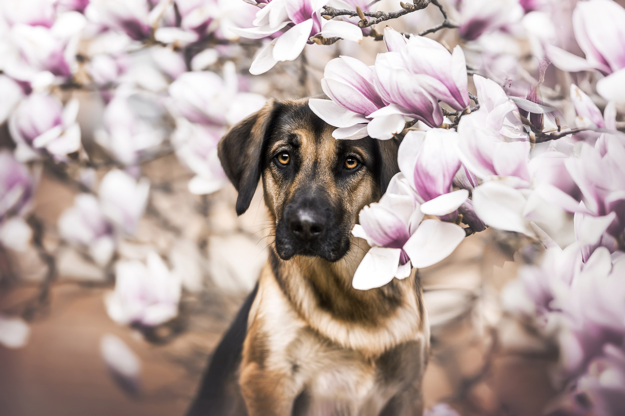 Free download wallpaper Dogs, Dog, Animal, Magnolia on your PC desktop