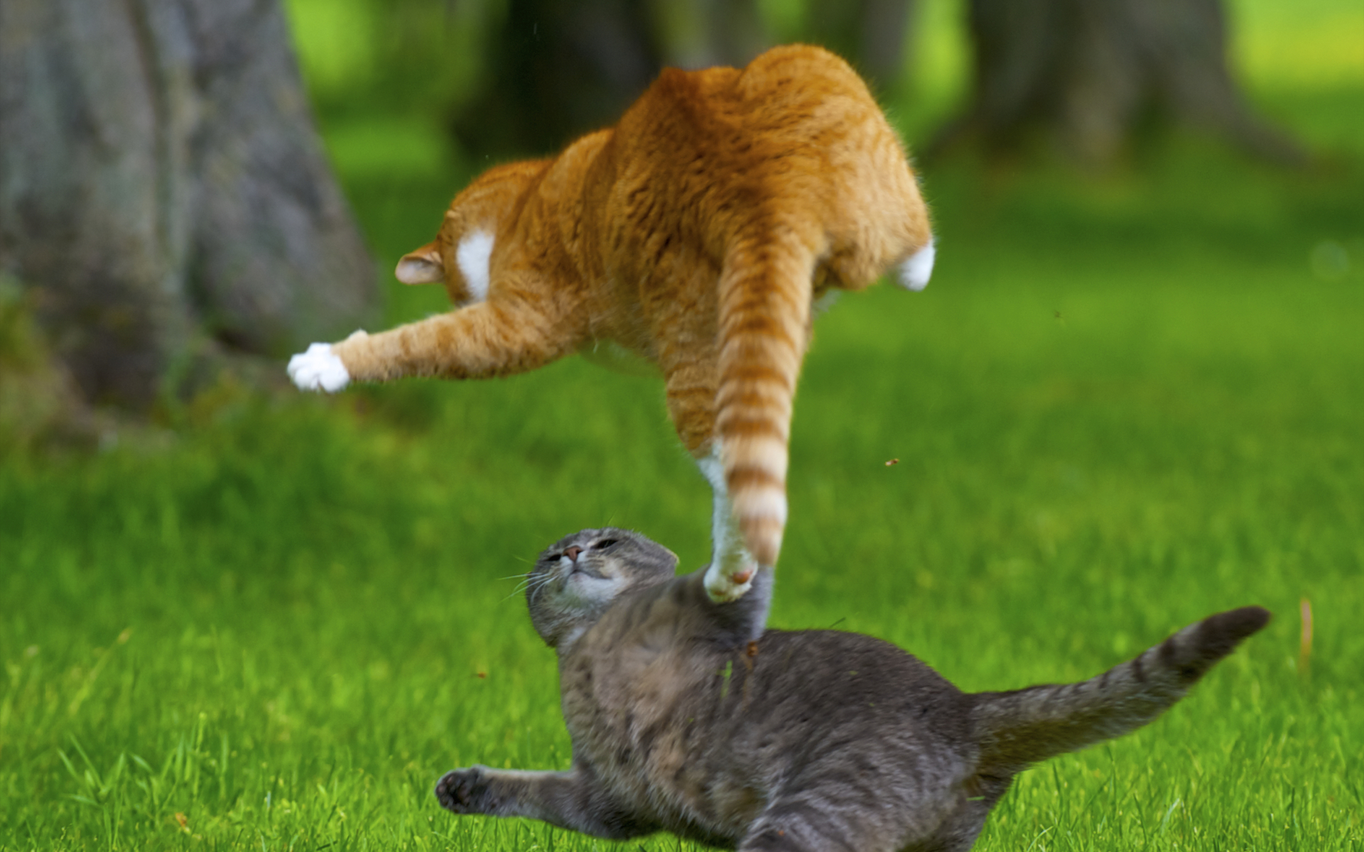 Free download wallpaper Cats, Cat, Animal on your PC desktop