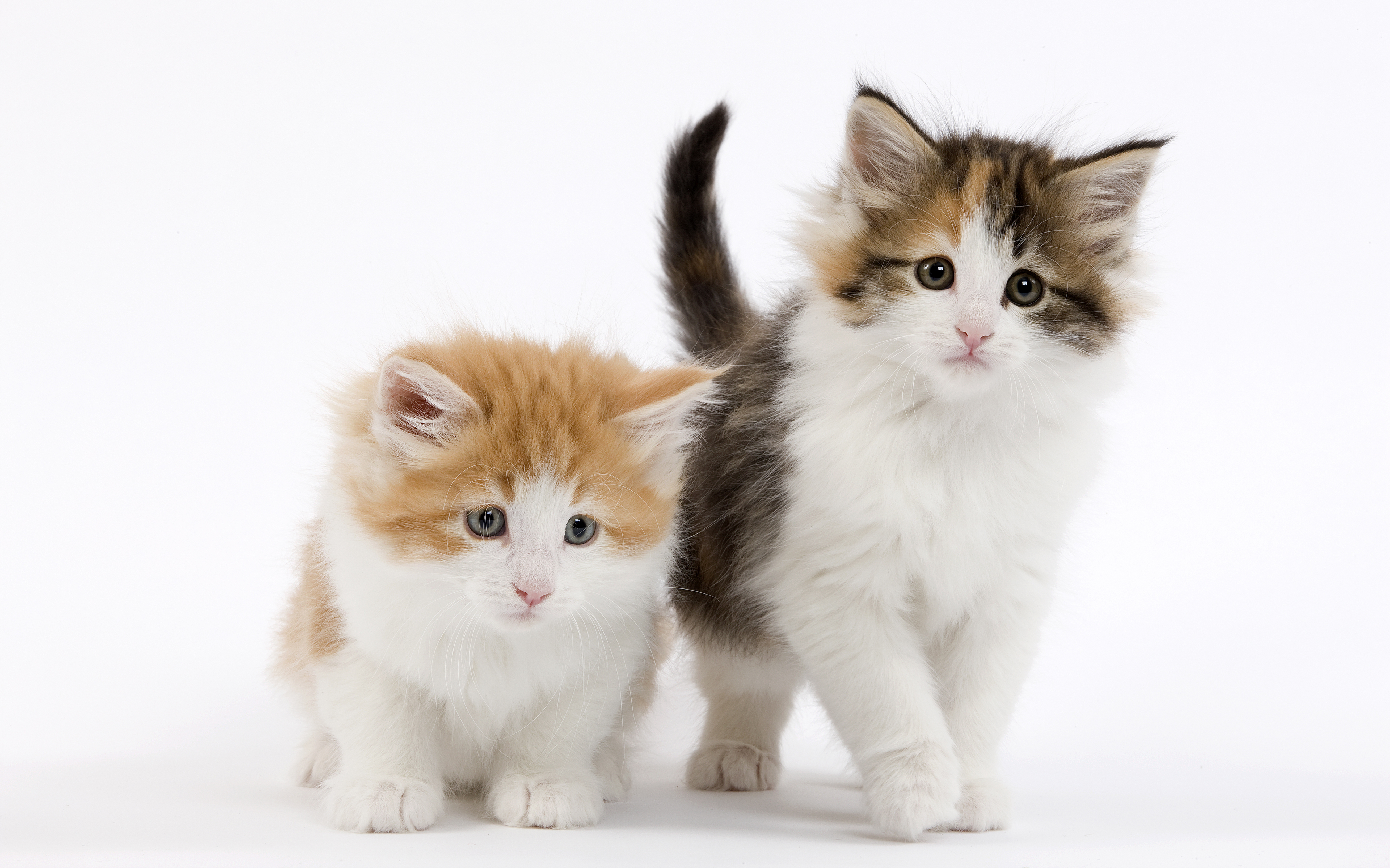 Download mobile wallpaper Cats, Cat, Animal for free.