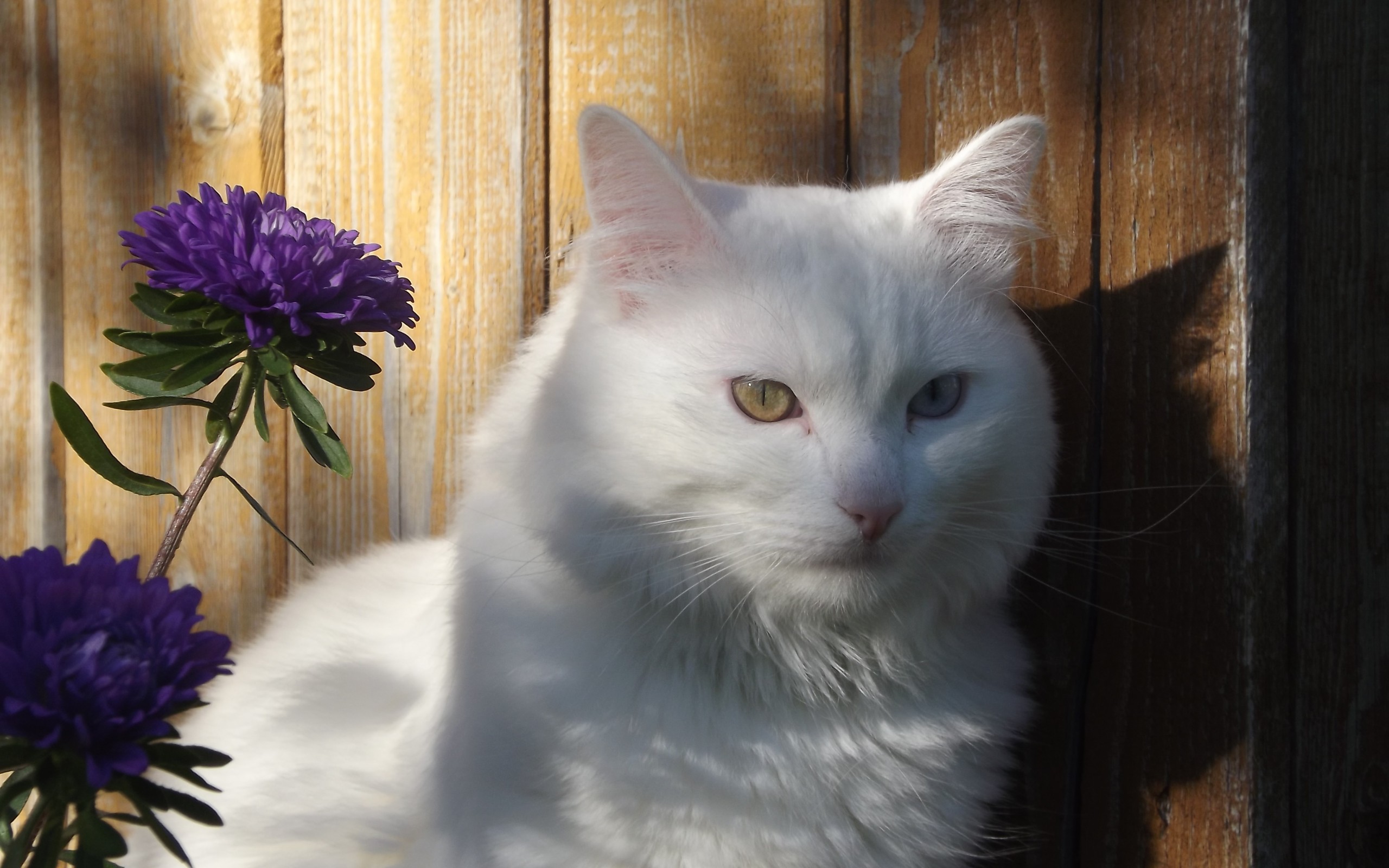 Téléchargez gratuitement l'image Animaux, Chats, Chat sur le bureau de votre PC